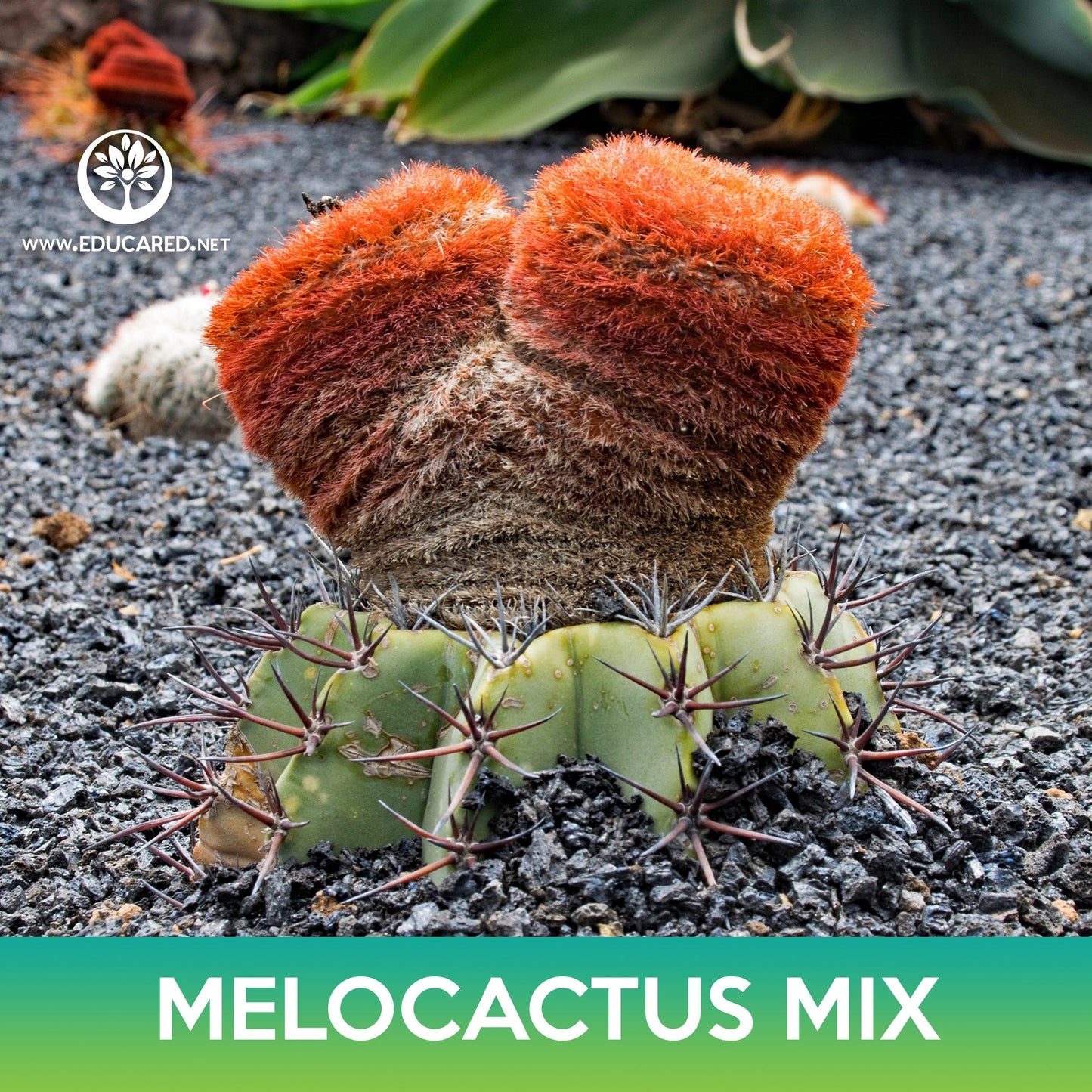 Melocactus Cactus Mix Seeds