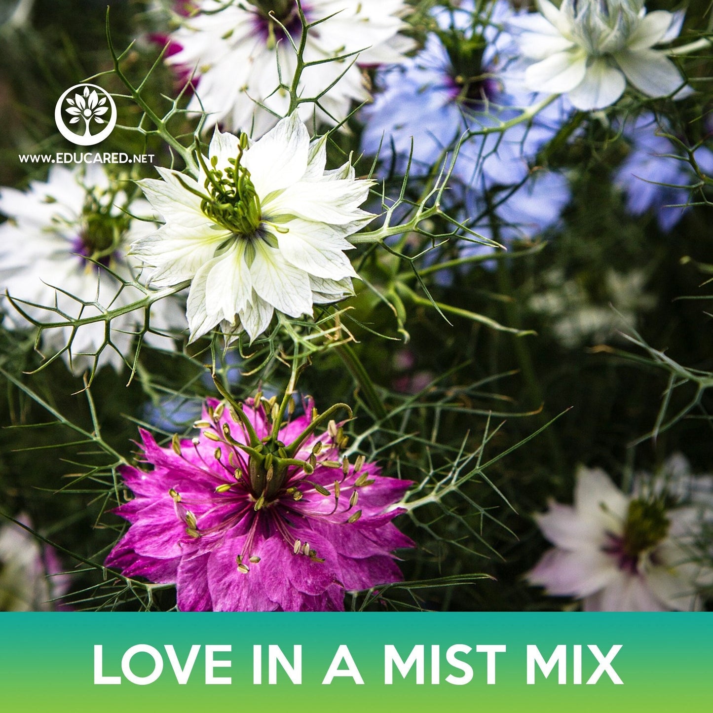 love-in a mist flower seeds Love-In-A-Mist Flower Mix Seeds – Educared