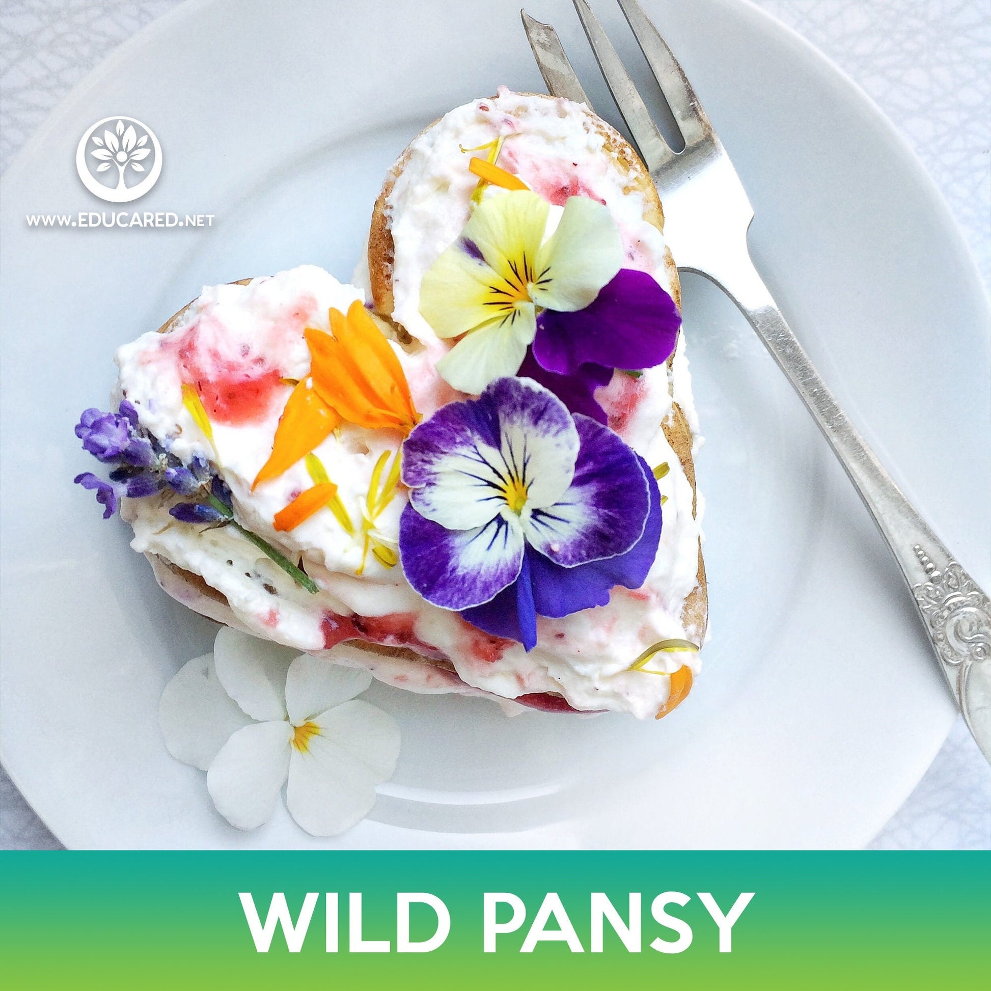 johnny jump up flower seeds Wild Pansy Flower Seeds, Johnny Jump Up – Educared