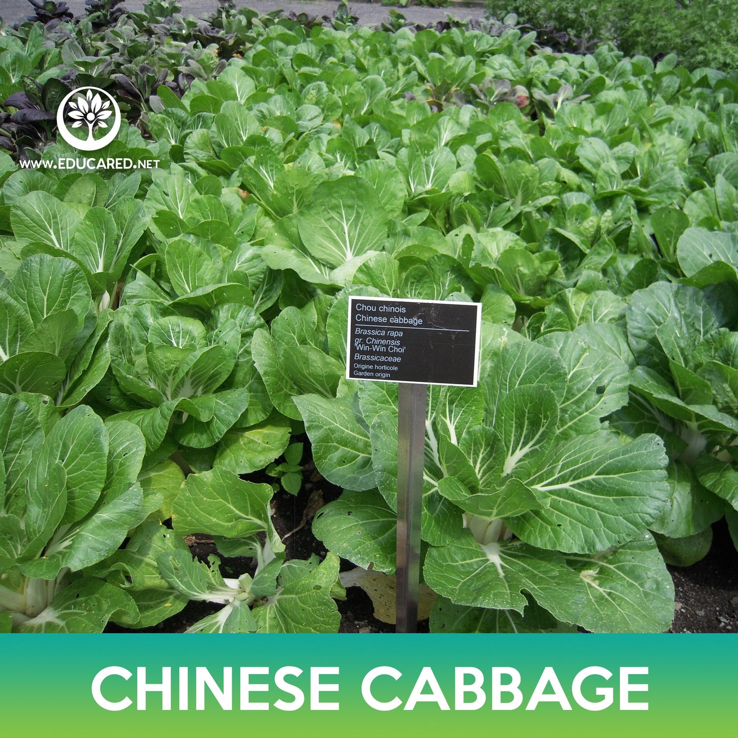 Chinese Cabbage Seeds, Brassica rapa var. parachinensis