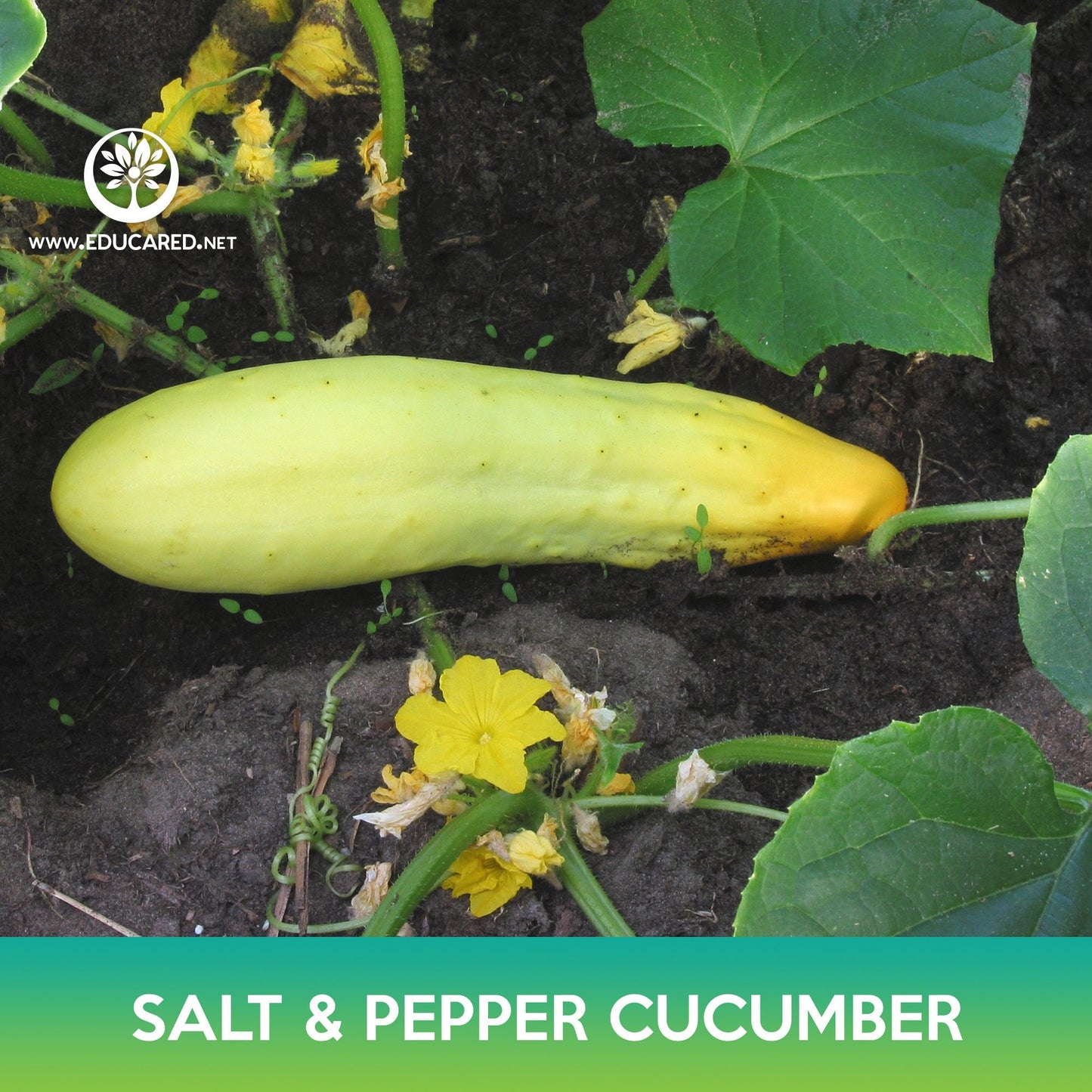 Salt and Pepper Cucumber Seeds