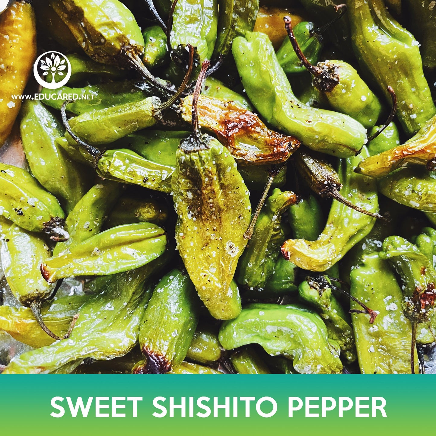 Sweet Shishito Pepper Seeds