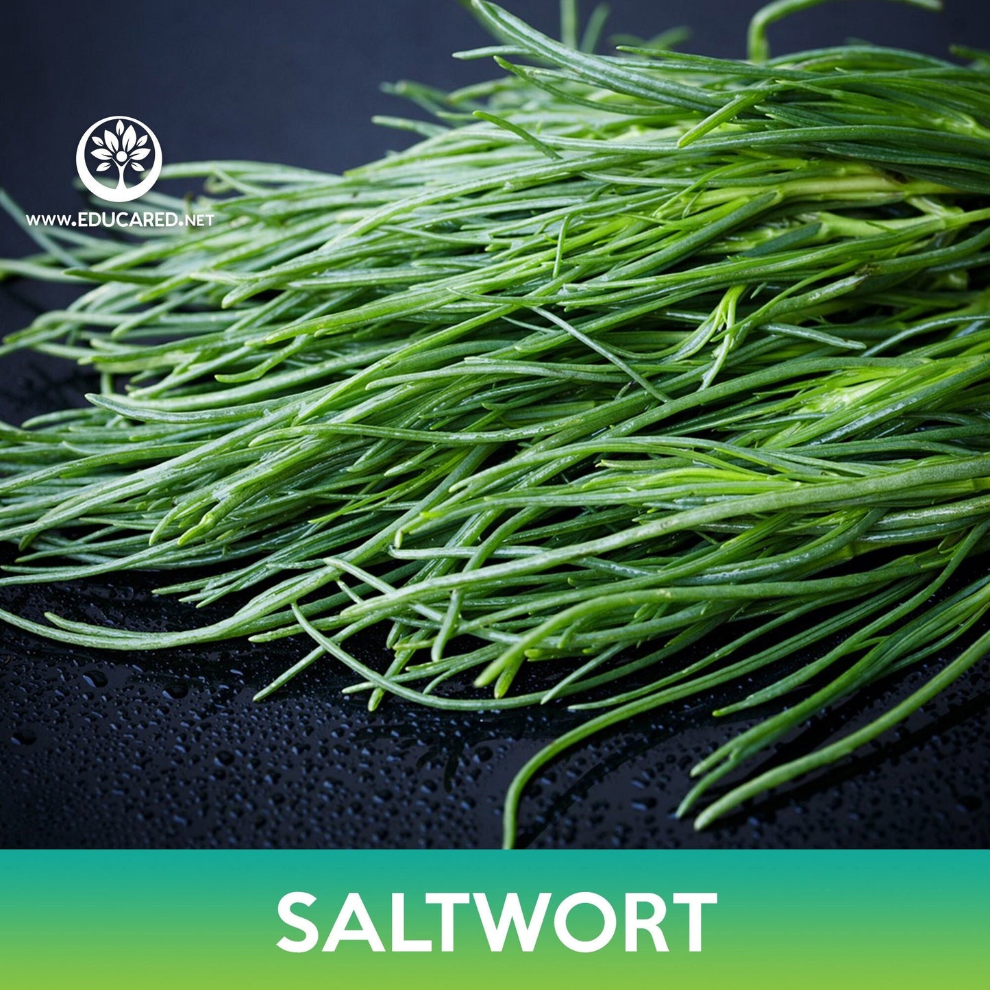 Saltwort Seeds, Land Seaweed, Salsola komarovii