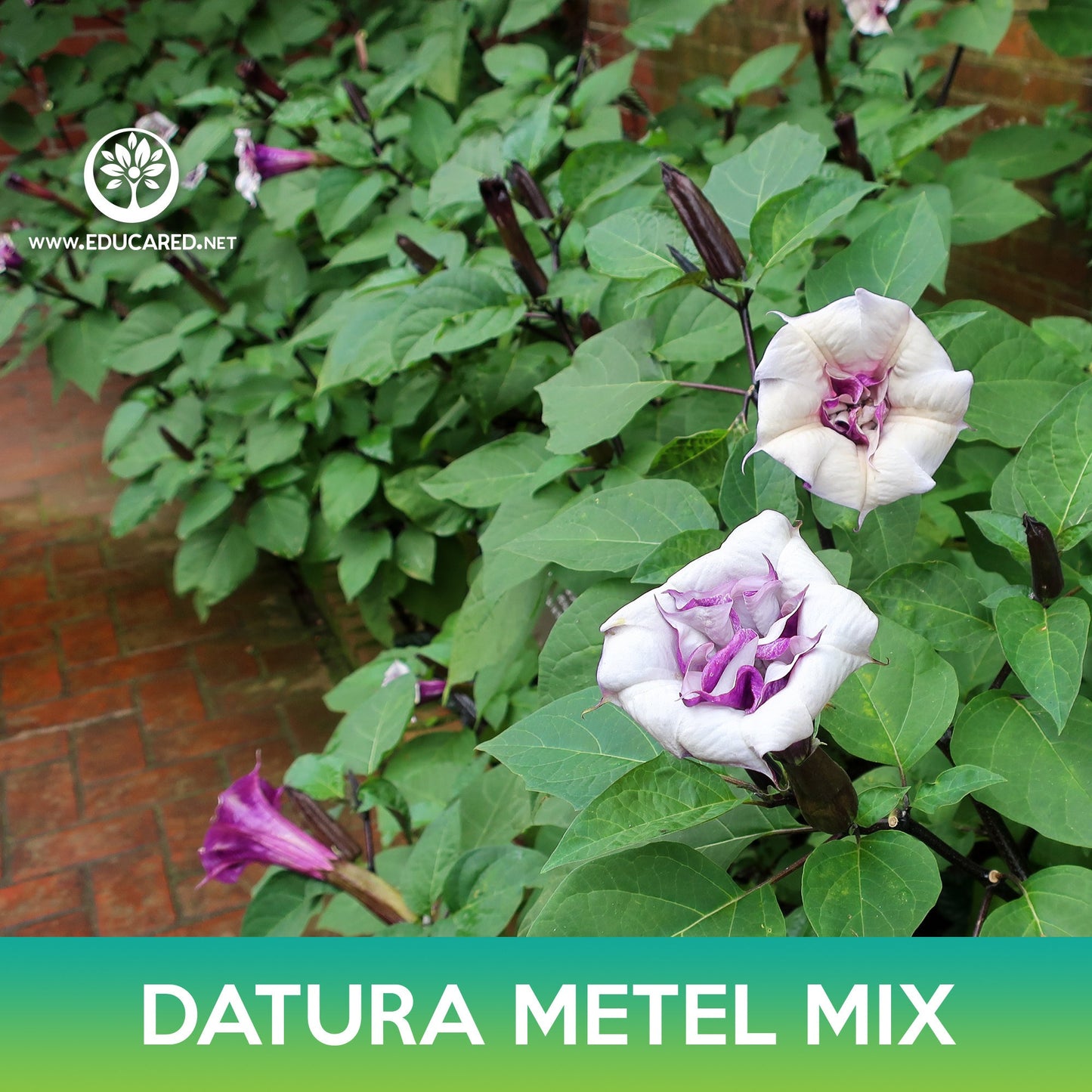 Datura Metel Mix Seeds, Angel's Trumpet Mix, Datura Metel Ballerina