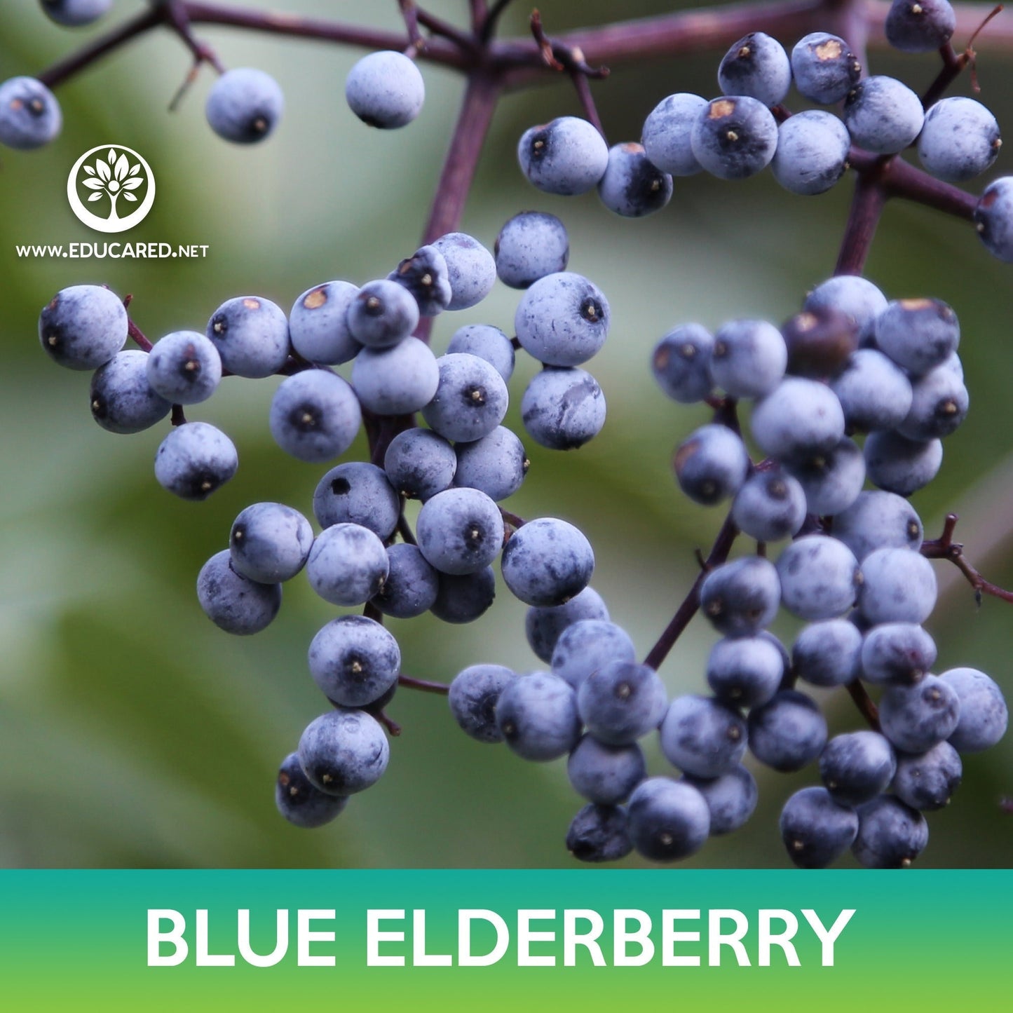 Blue Elderberry Seeds, Sambucus caerulea