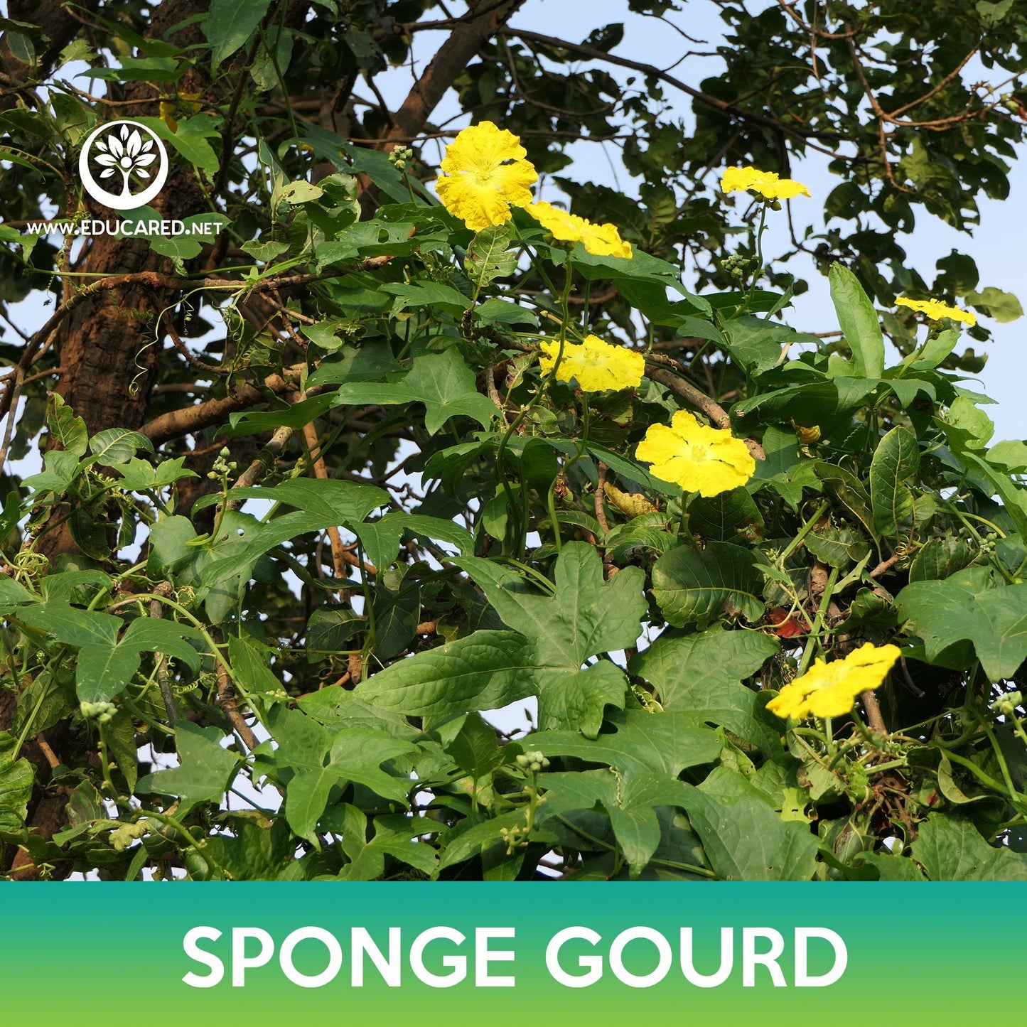 Sponge Gourd Seeds, Luffa aegyptiaca