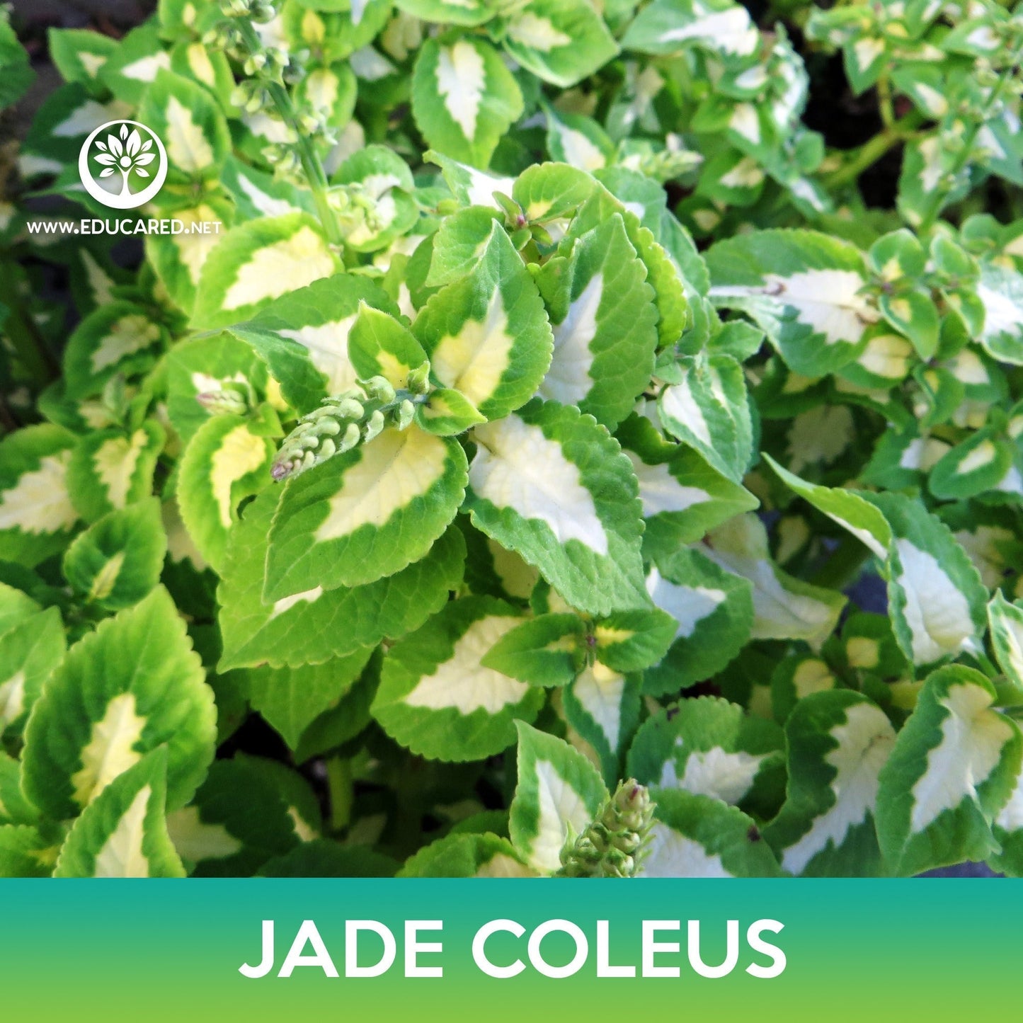 Jade Coleus Seeds