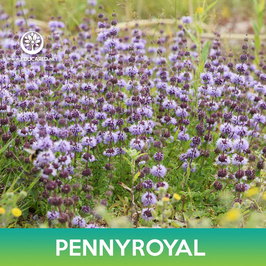 Pennyroyal Flower Seeds