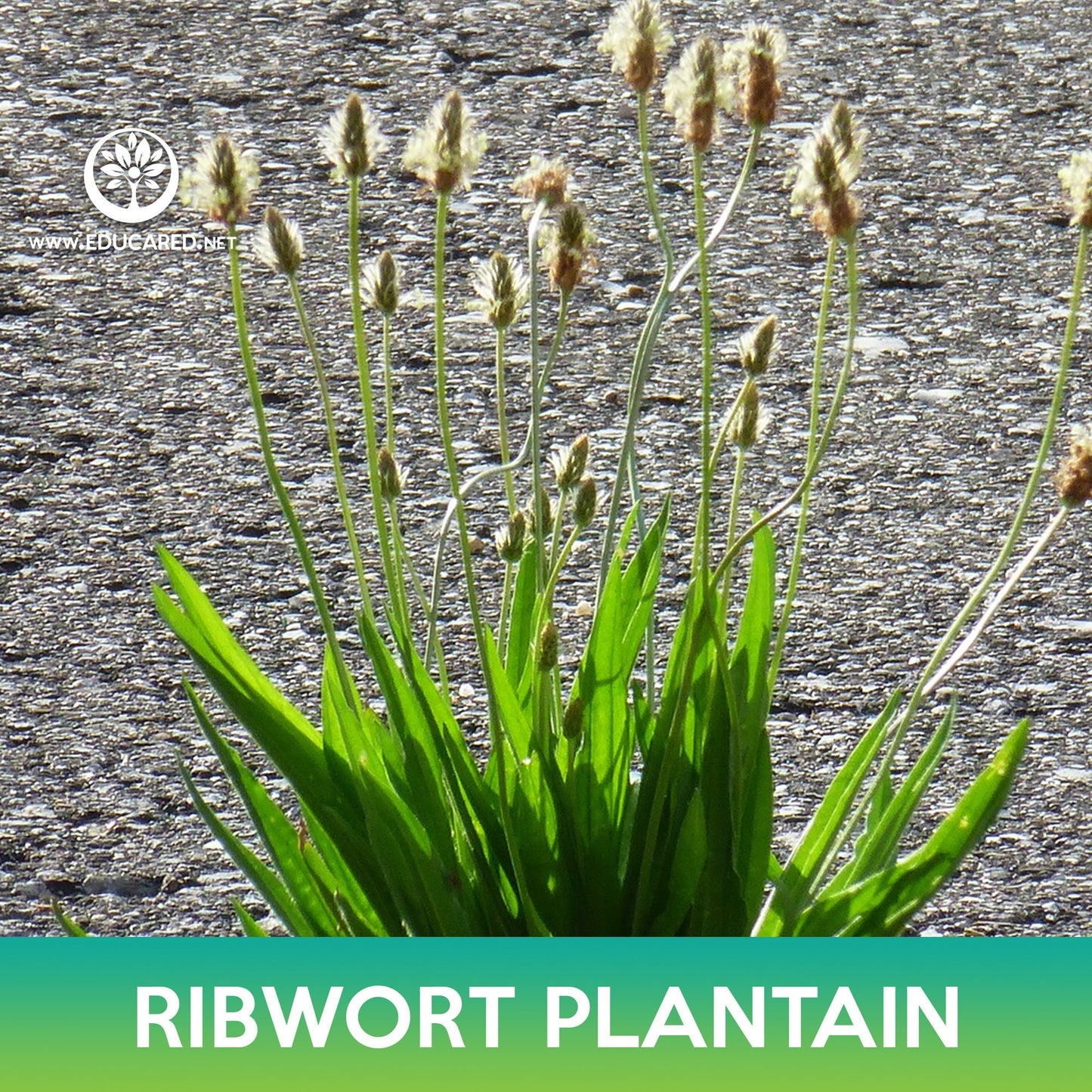 Ribwort Plantain Seeds, Plantago lanceolata