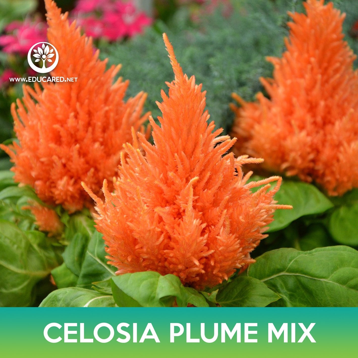 Celosia Plume Flower Mix Seeds, Celosia argentea