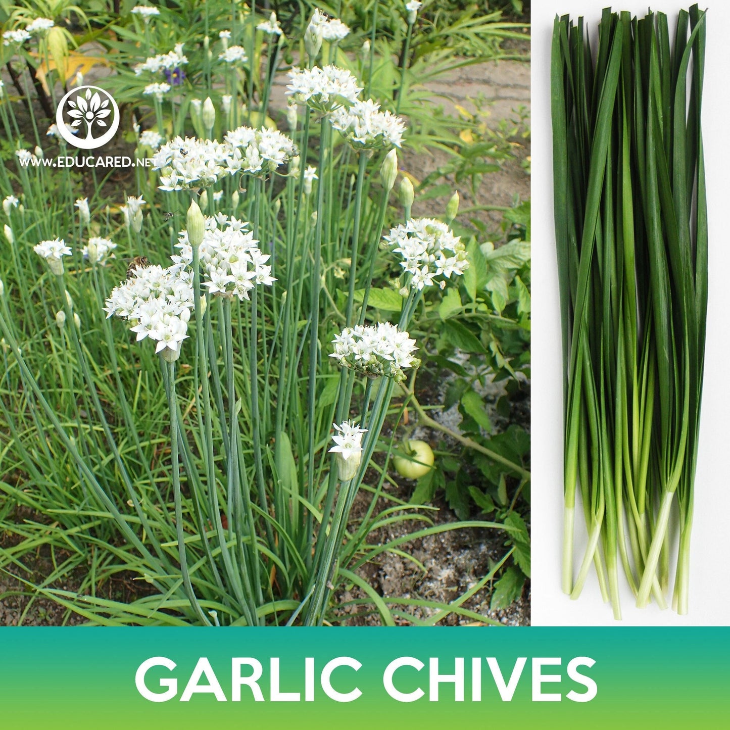 Garlic Chives Seeds, Allium tuberosum