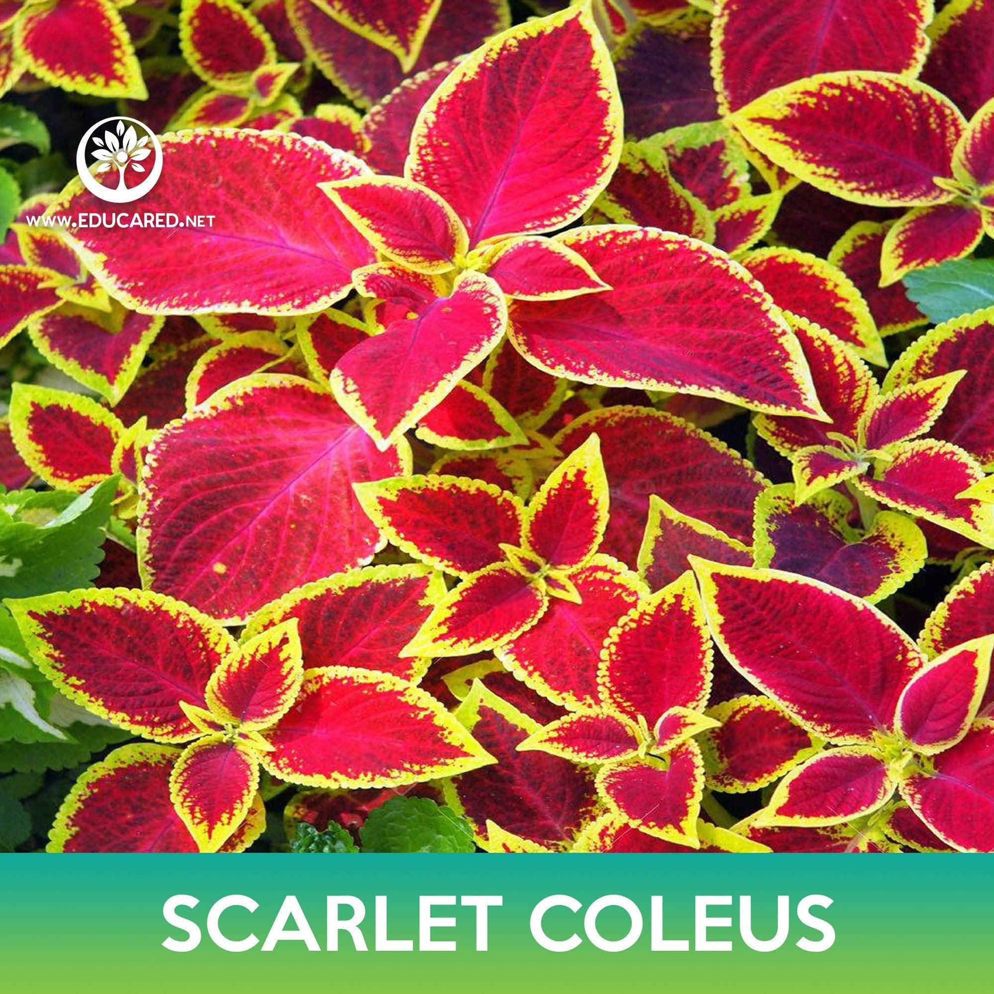 Scarlet Coleus Seeds – Educared