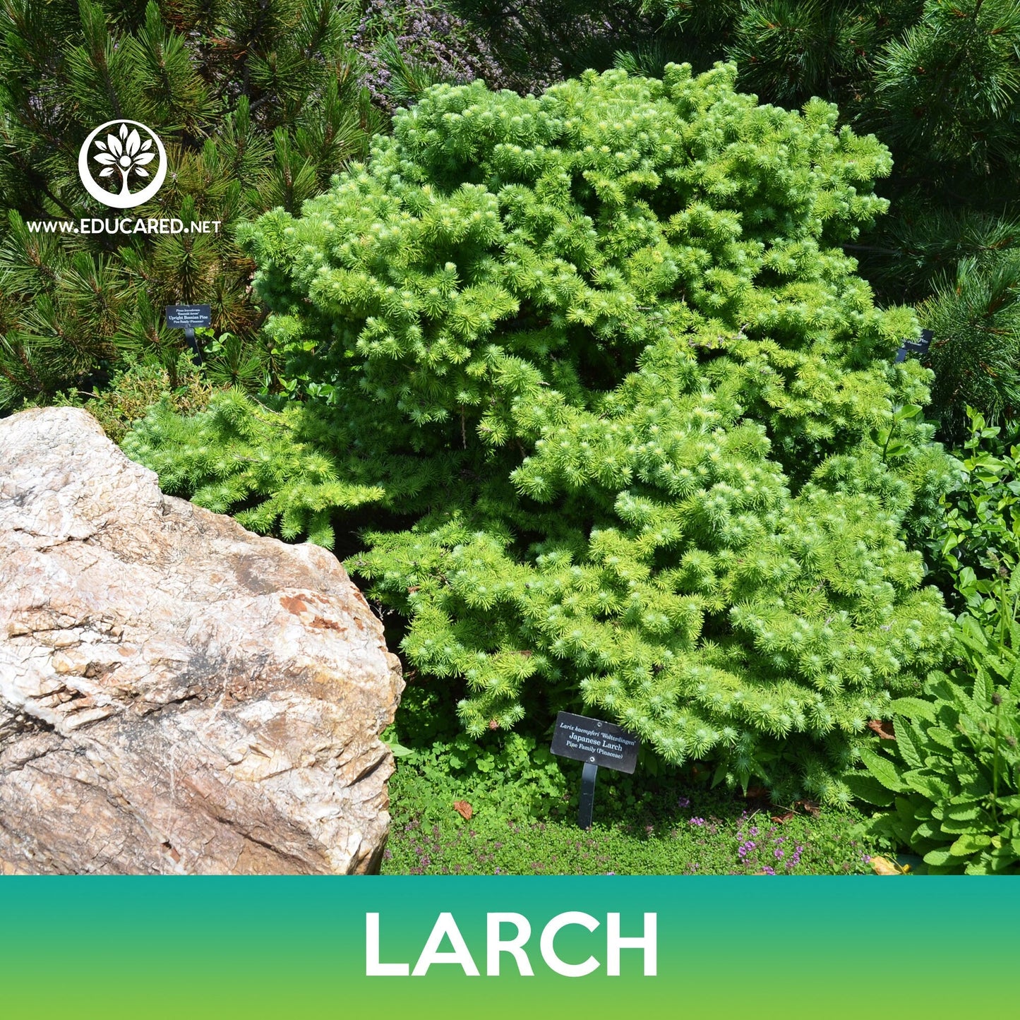 Larch Seed