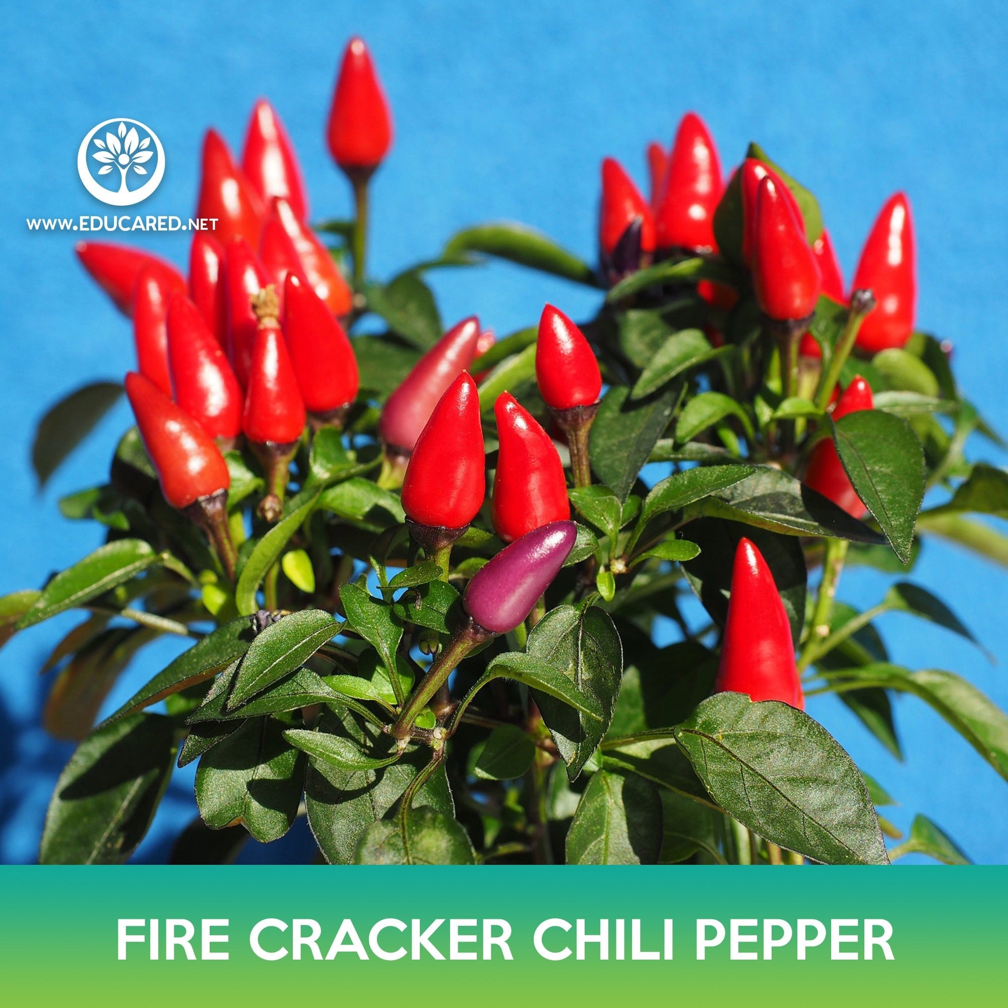 thumbnail interactive-video image 1 of Orange Firecracker Hot Chili Pepper Seeds – 15 Fresh Seeds, Easy Grow, Heavy Producer 1 of 5