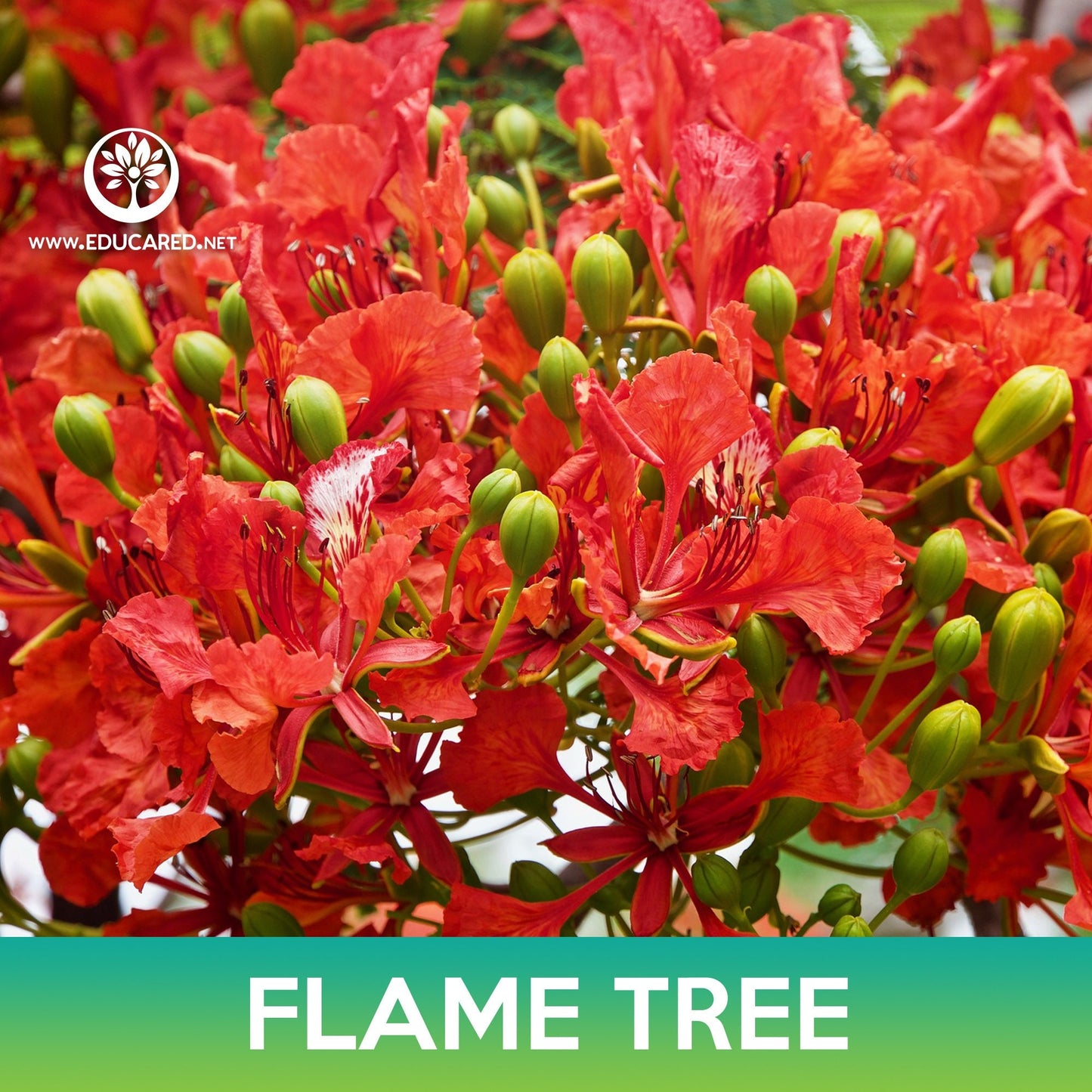 Flame Tree Seeds, Royal Poinciana, Delonix regia