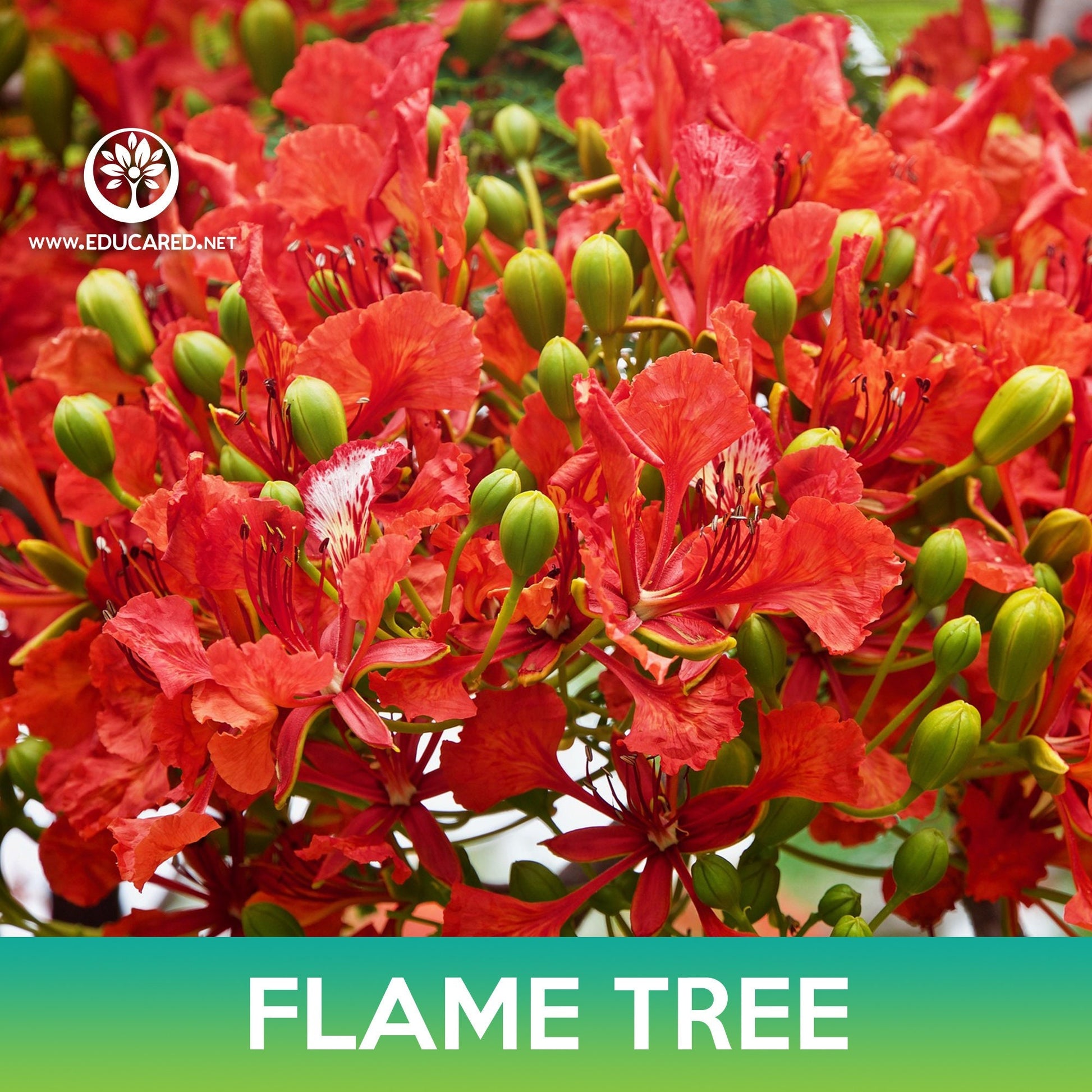 planting flame tree seeds Flame Tree Seeds, Royal Poinciana – Educared