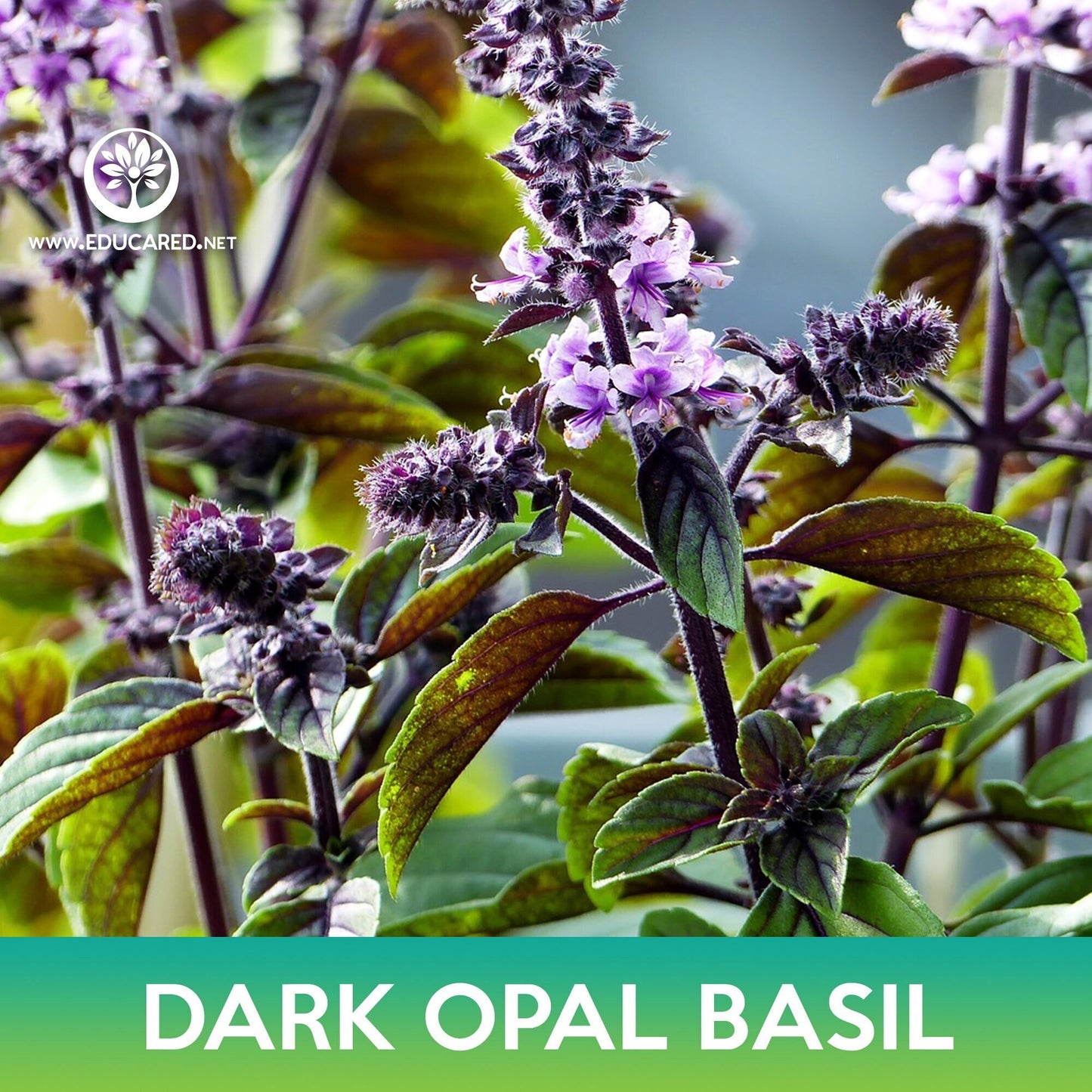 Dark Opal Basil Seeds