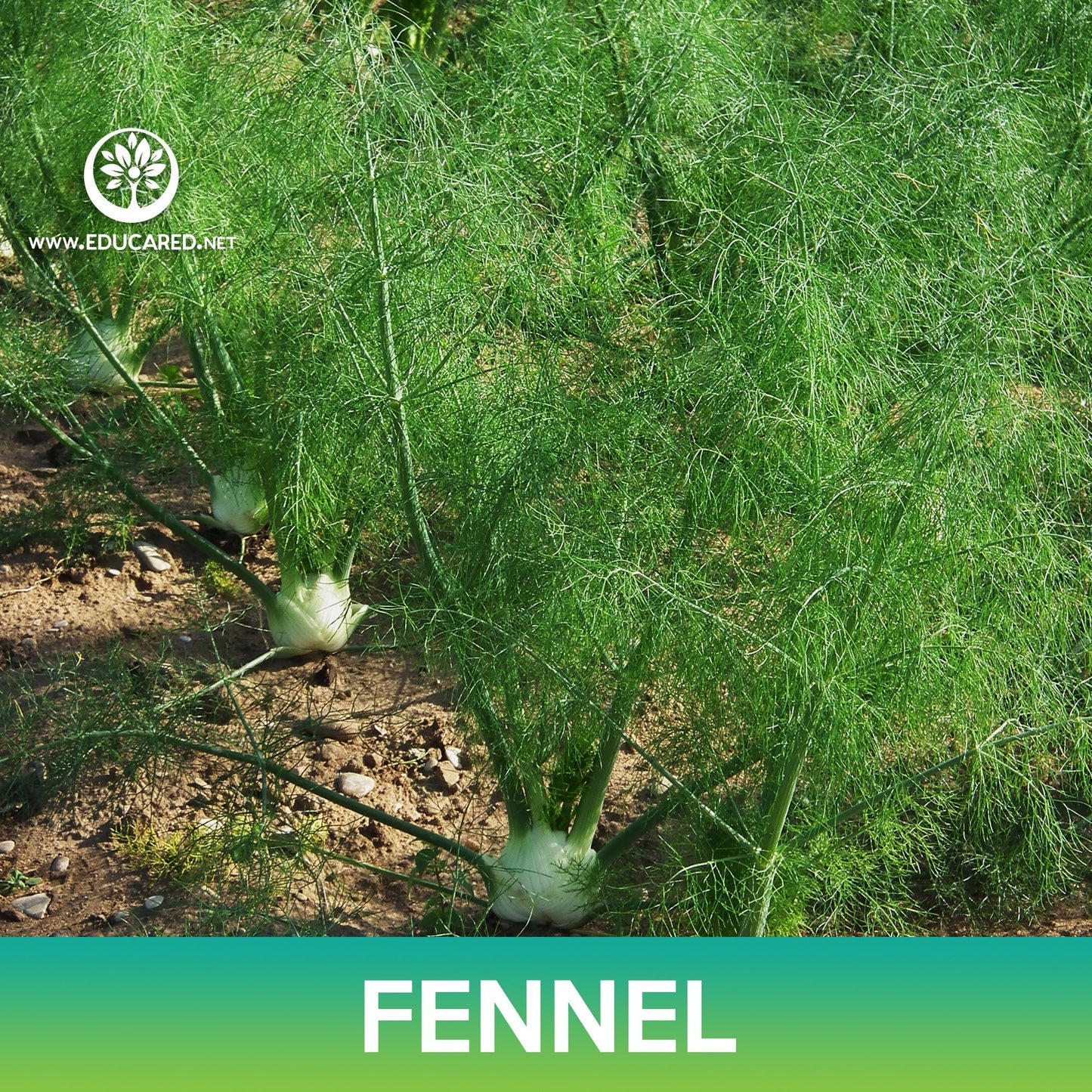 Fennel Seeds, Foeniculum vulgare