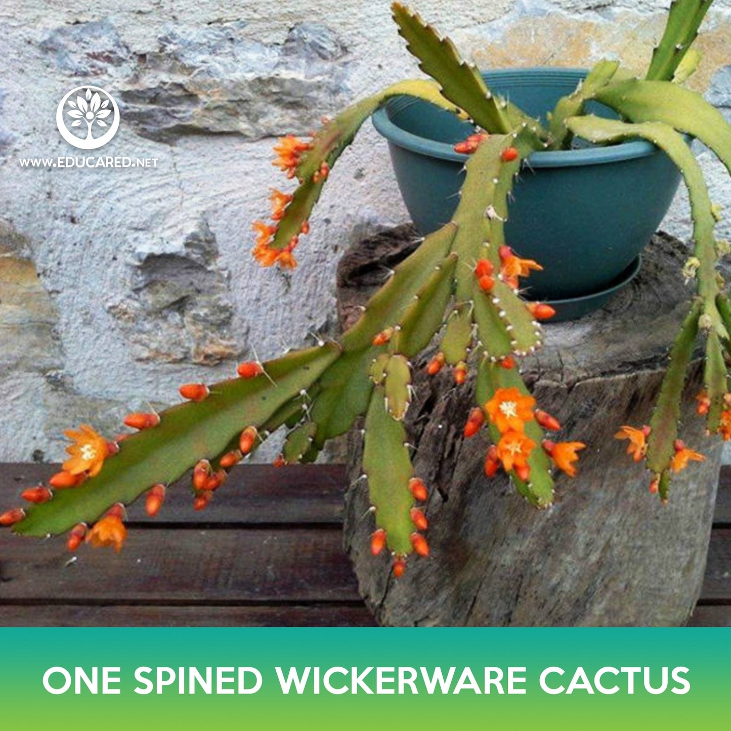 One‑Spined Wickerware Cactus Seeds, Rhipsalis monacantha