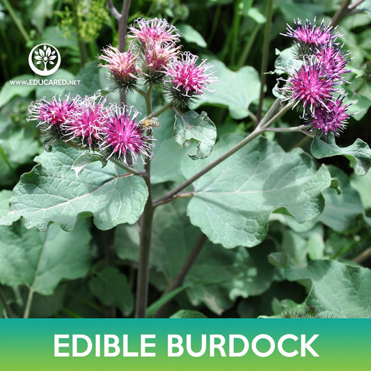 Edible Burdock Seeds