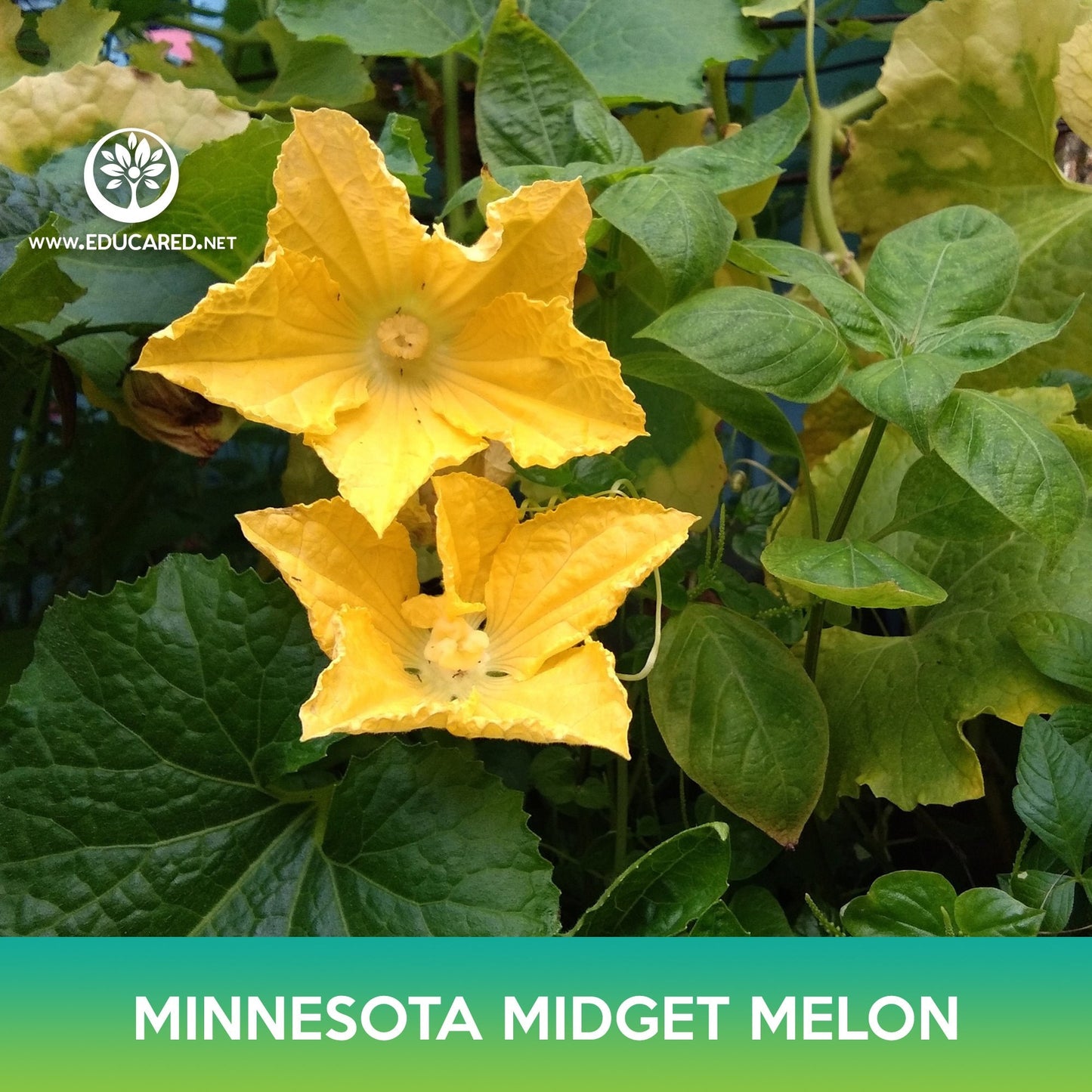 Minnesota Midget Melon Seeds