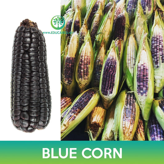 Blue Corn Seeds, Zea mays