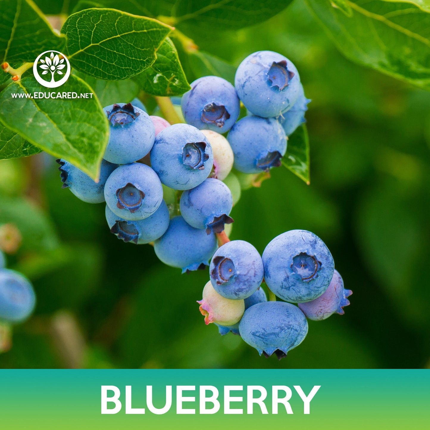 Blueberry Highbush Seeds, Vaccinium corymbosum