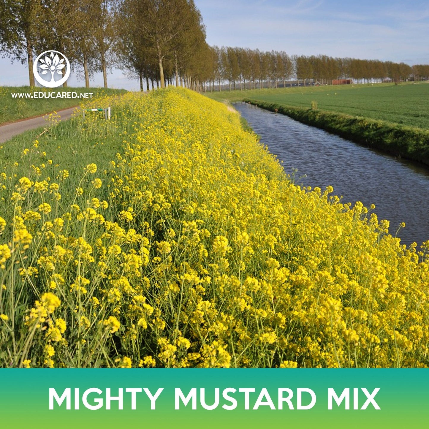 Mighty Mustard Mix Seeds, Mighty Mustard Trifecta Power Blend Cover Crop