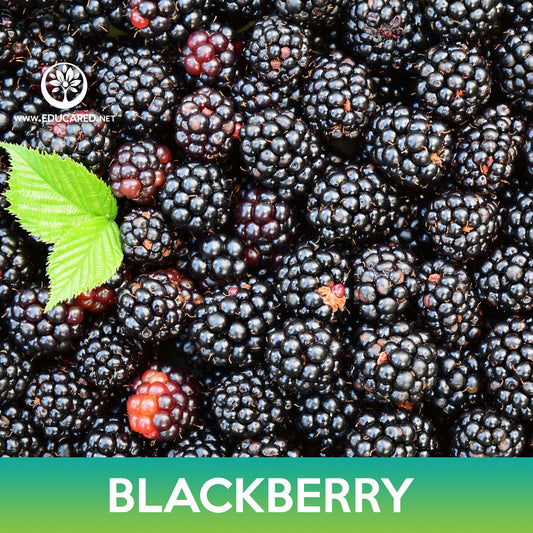 Blackberry Seeds