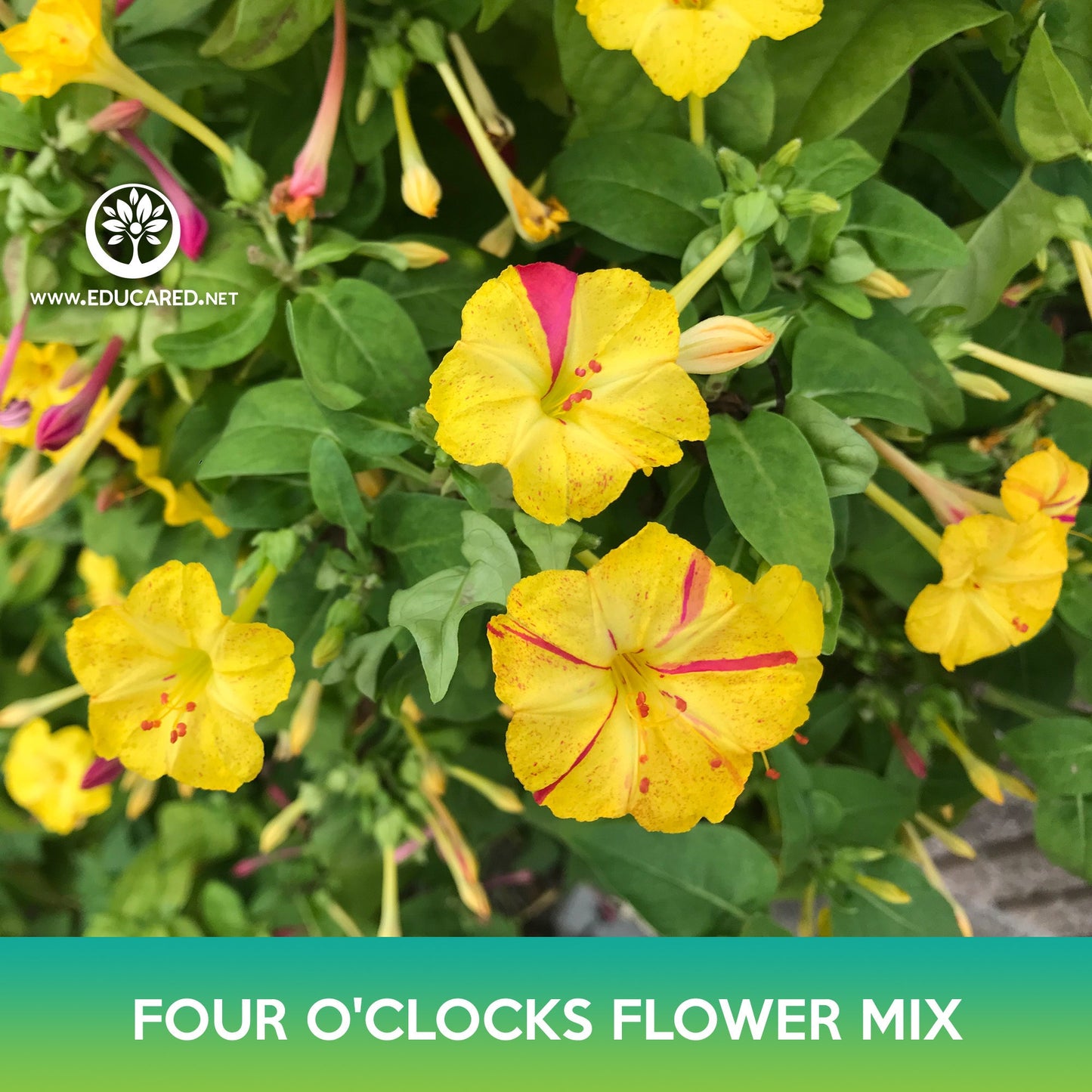 Four O'clocks Flower Mix Seeds, Mirabilis jalapa