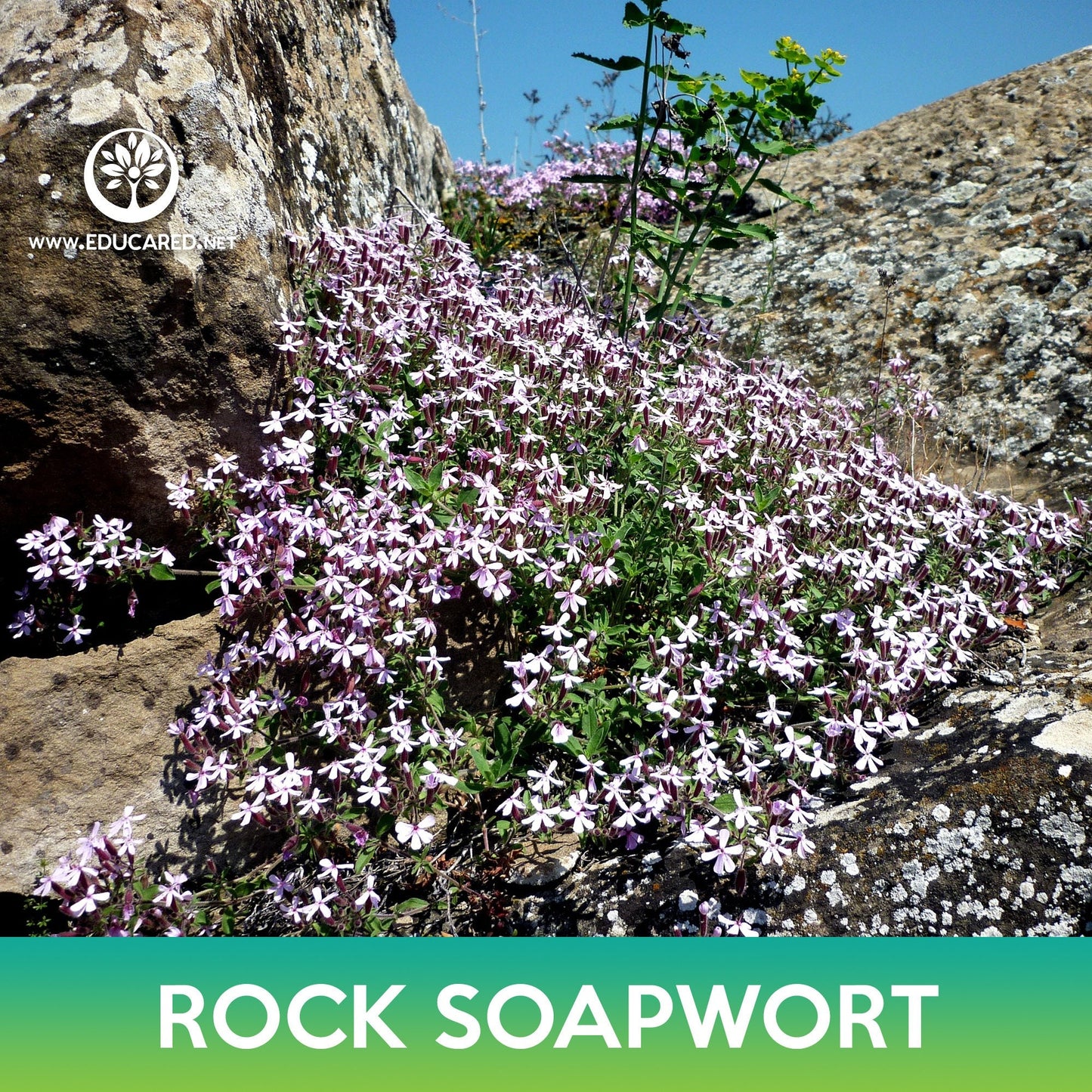 Rock Soapwort Seeds, Saponaria ocymoides