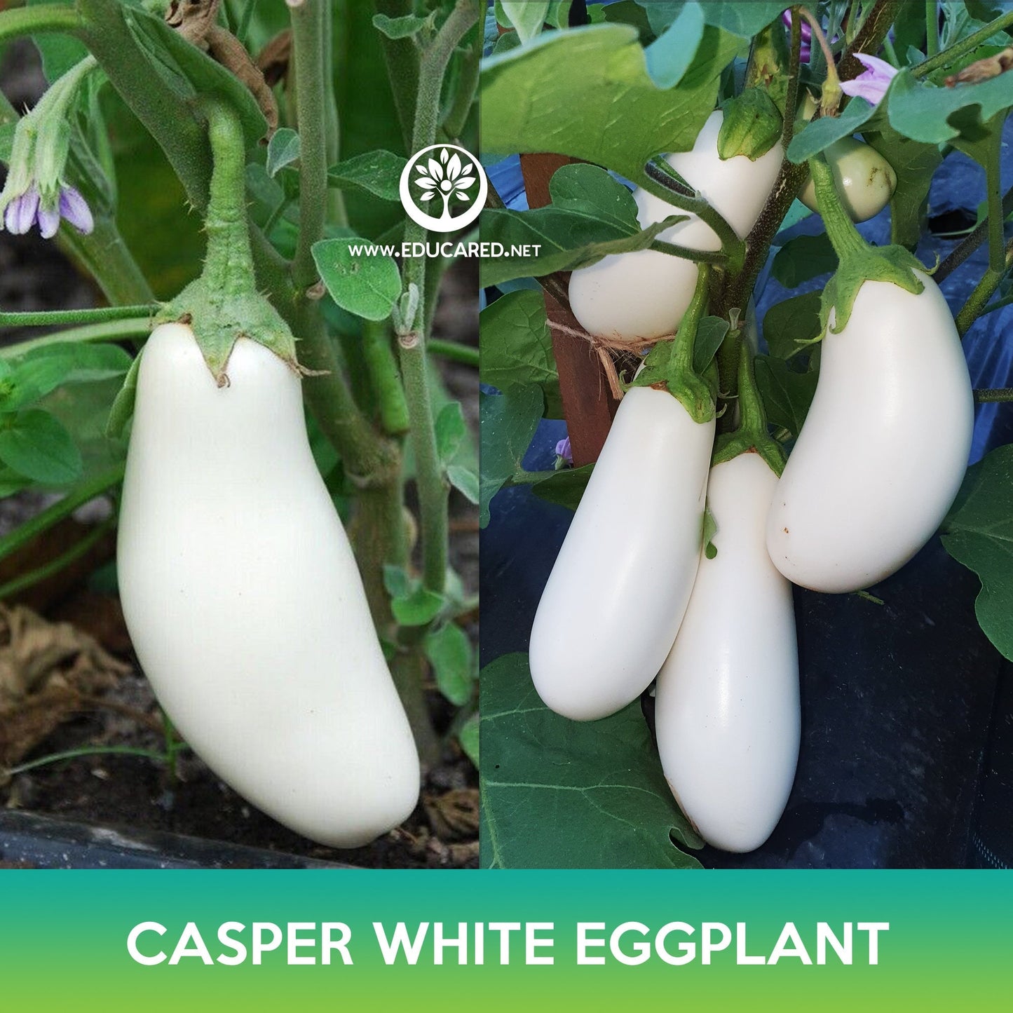 Casper White Eggplant Seeds