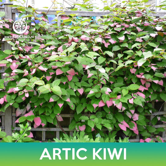 Artic Kiwi Tree Seeds, Actinidia kolomikta, Variegated Leaf Hardy Kiwi