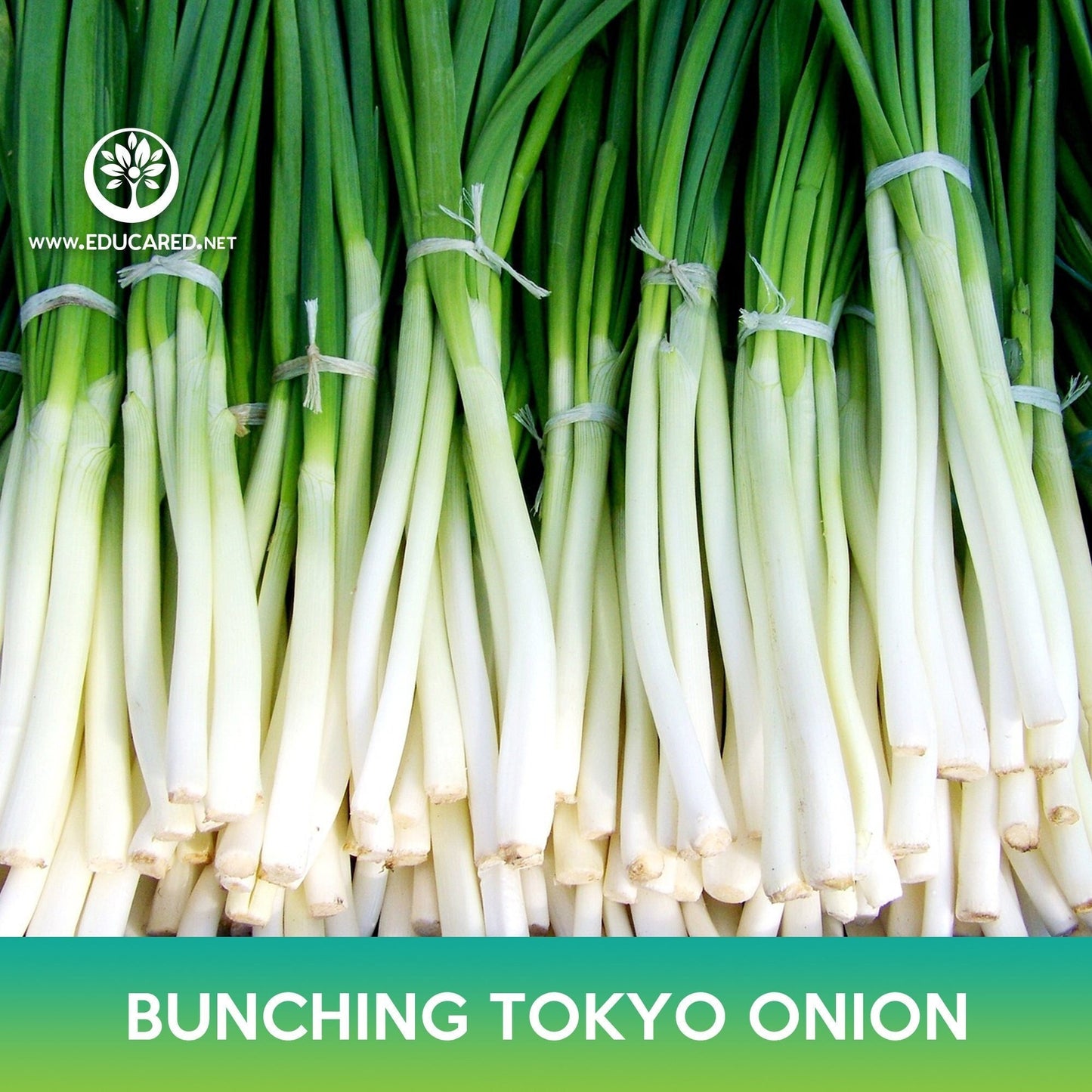 Long White Bunching Tokyo Onion Seeds, Welsh Onion, Allium fistulosum