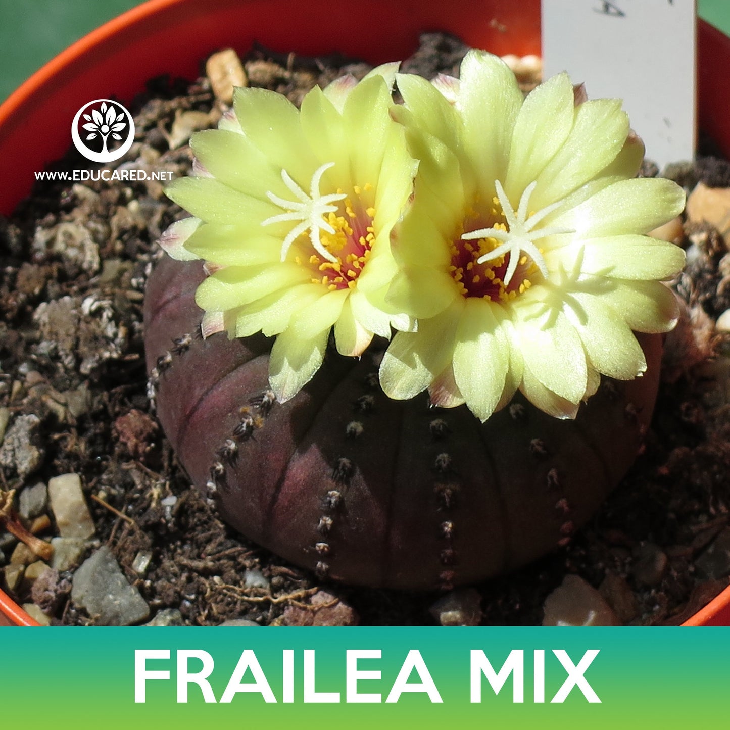 Frailea Cactus Mix Seeds