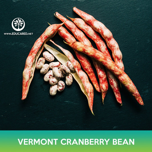 Vermont Cranberry Bean Seeds, Borlotti Bean