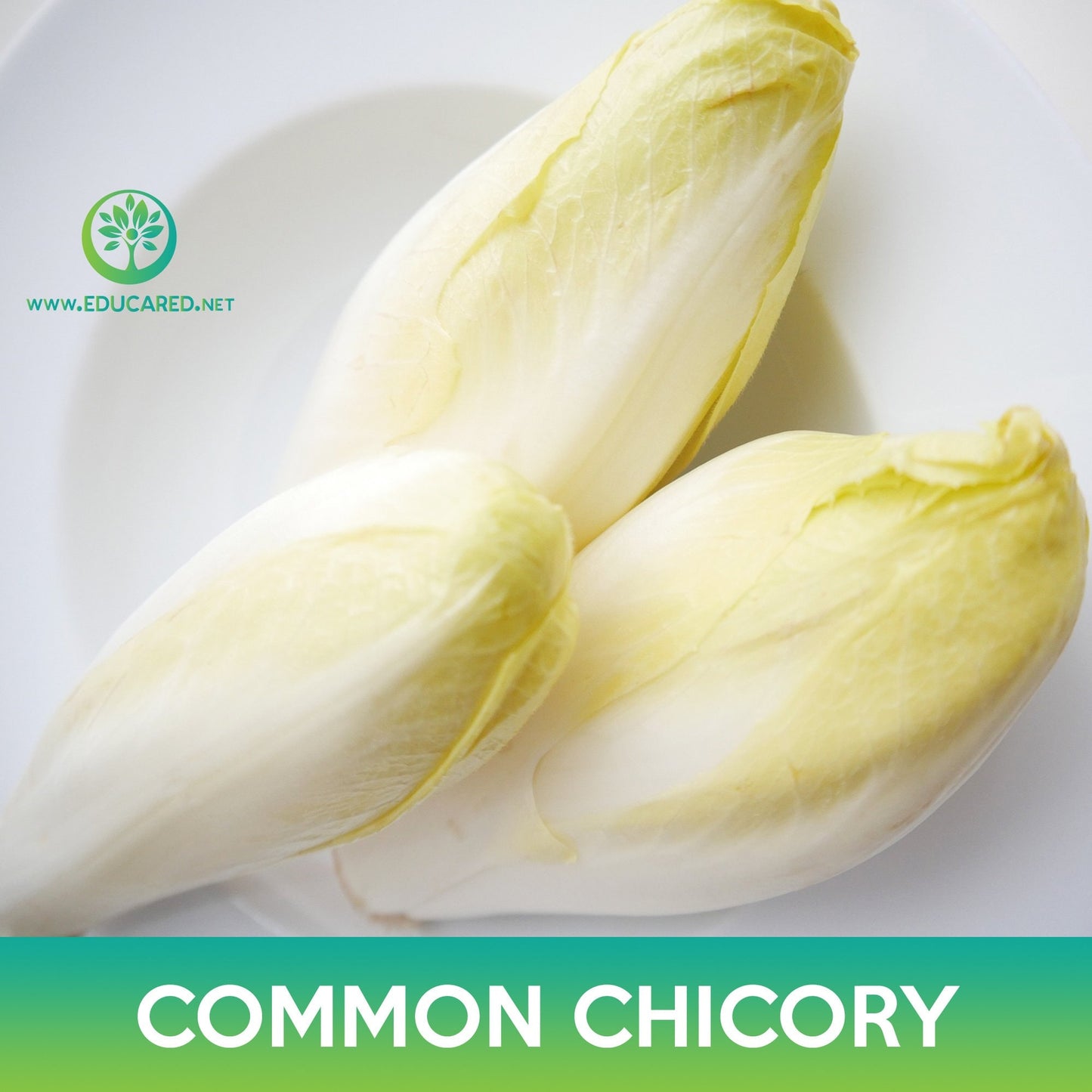 Common Chicory Seeds