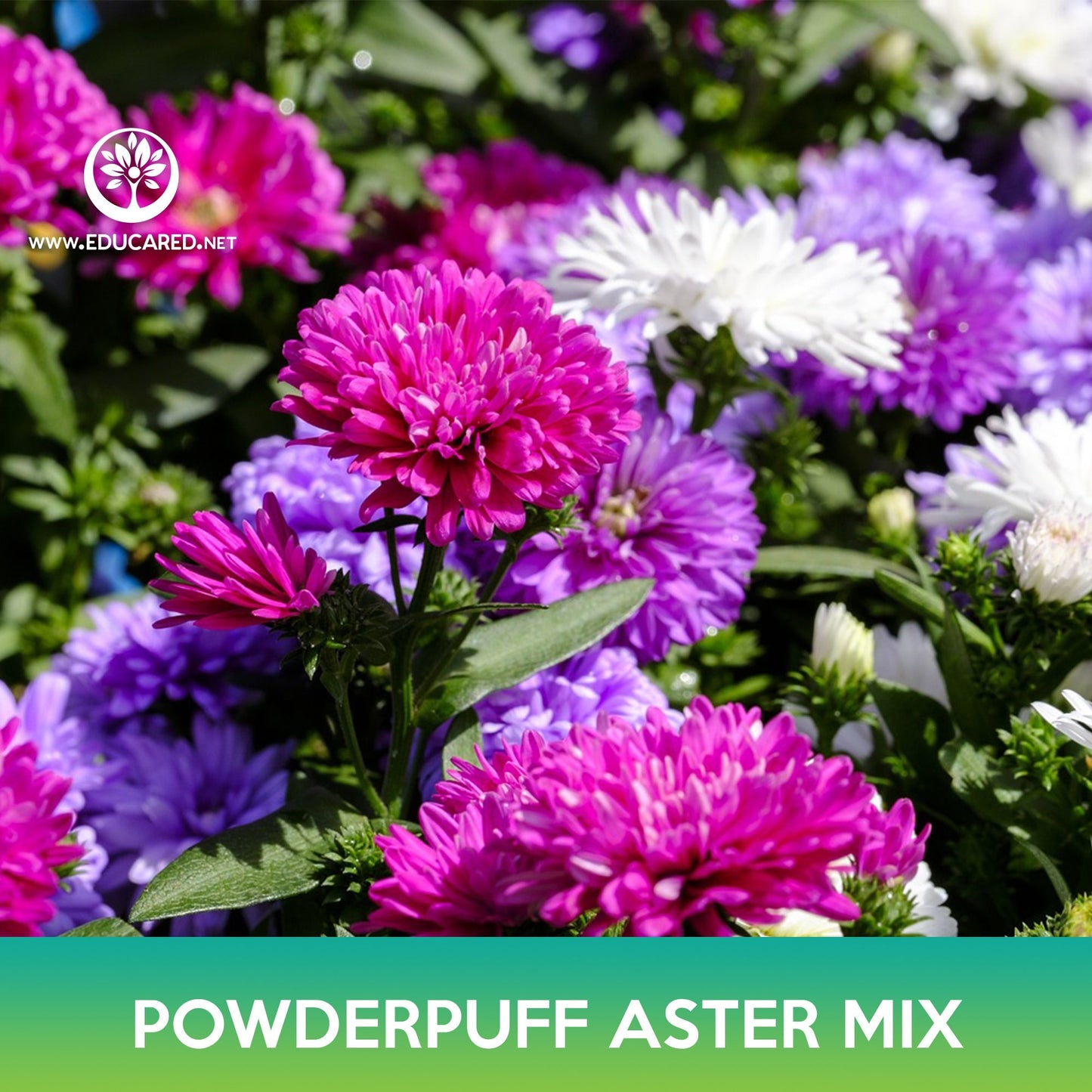 Powderpuff Aster Flower Mix Seeds, Callistephus Chinensis