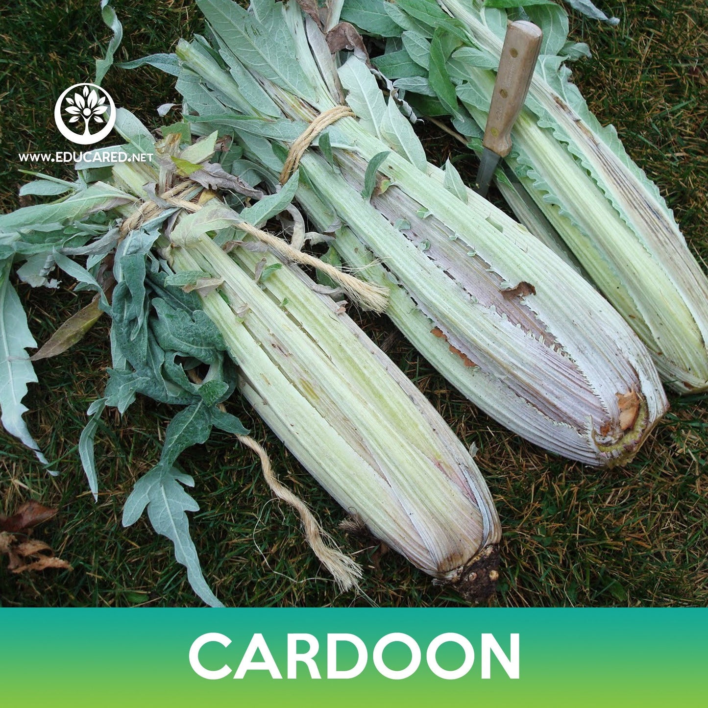 Cardoon Seeds, Cynara cardunculus