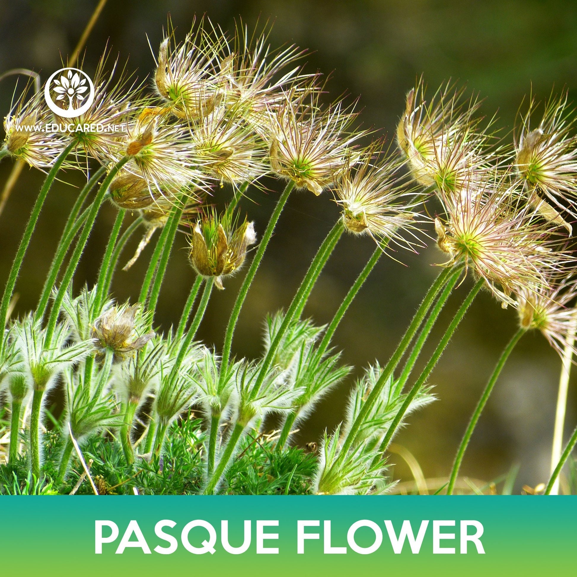 pasque flower seeds Pasque Flower Seeds, May Day Flower – Educared