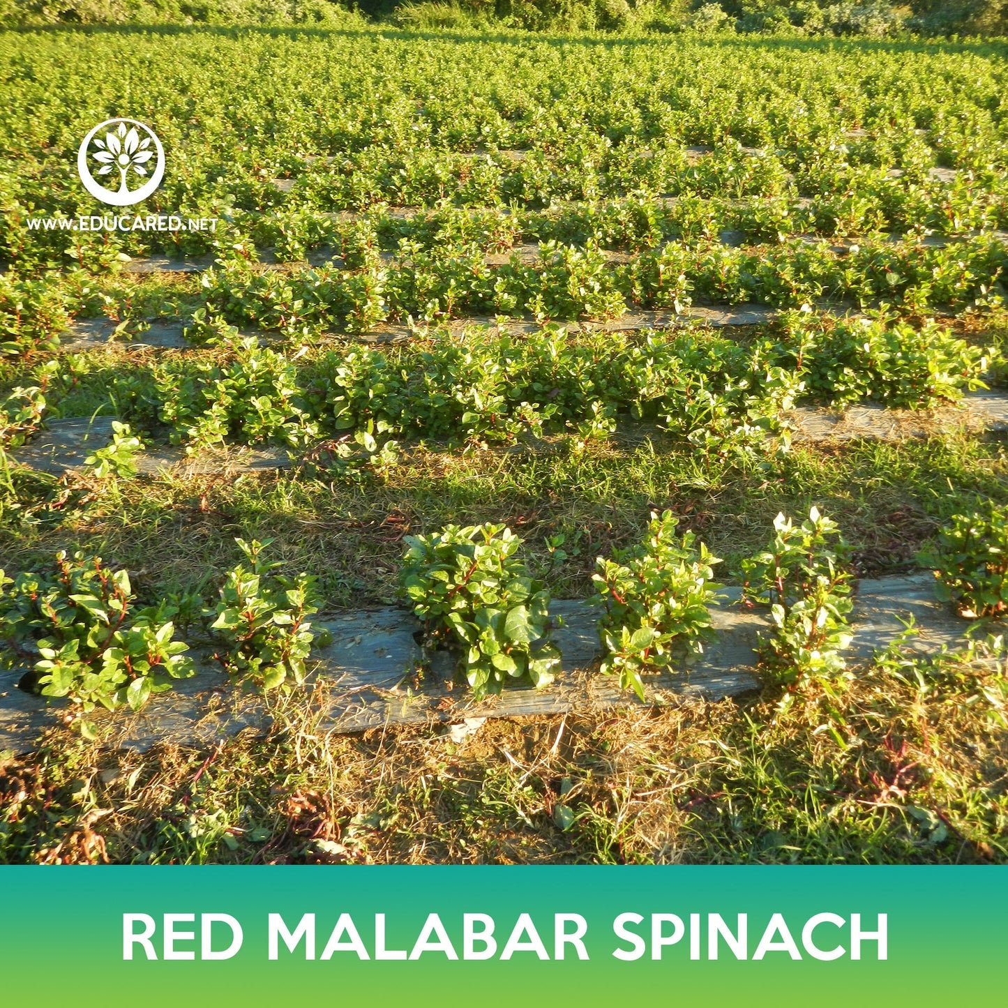 Red Malabar Spinach Seeds, Basella rubra