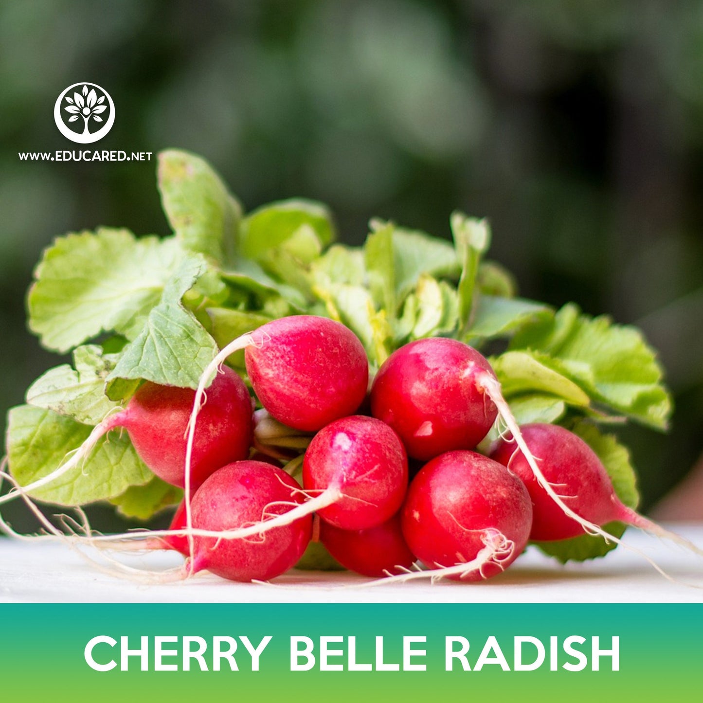 Cherry Belle Radish Seeds
