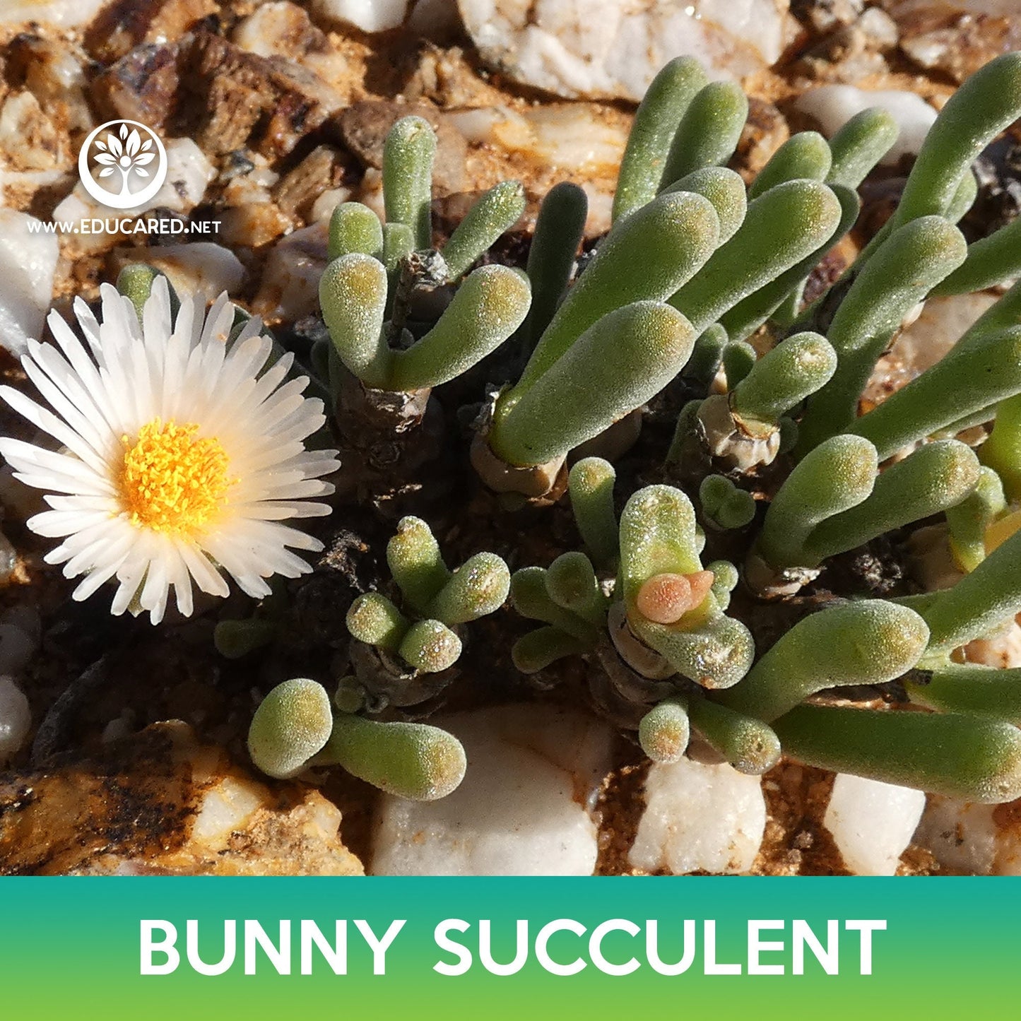 Bunny Succulent Seeds, Monilaria moniliformis