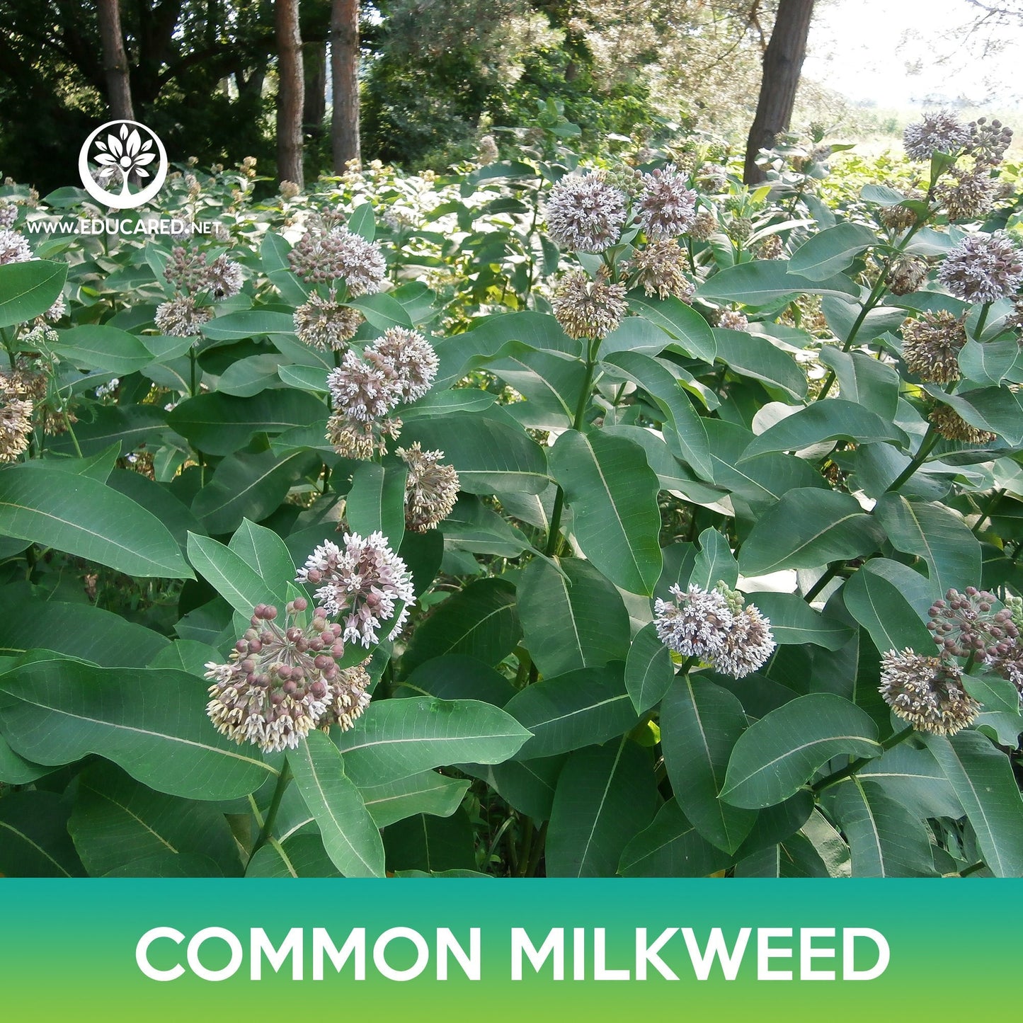 Common Milkweed Seeds, Asclepias syriaca