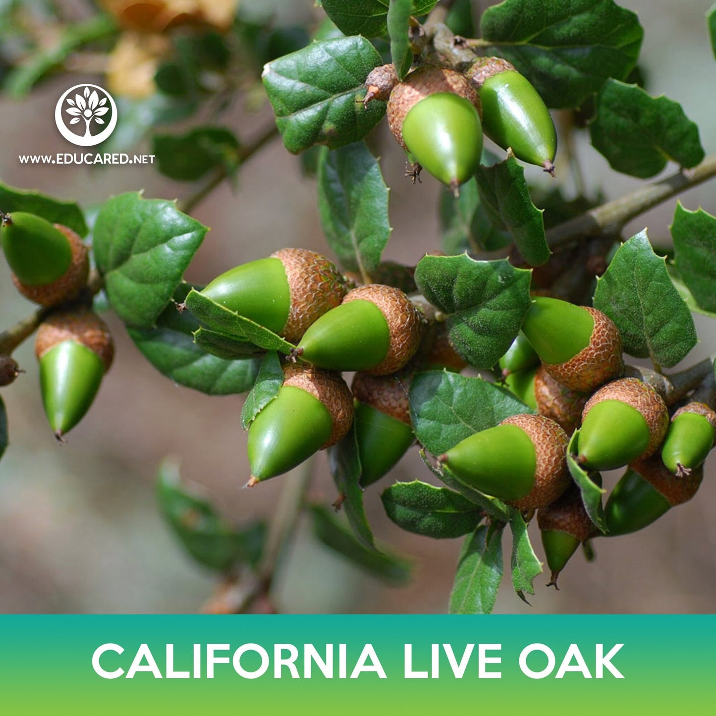 California live oak Seeds, Coast live oak, Quercus agrifolia