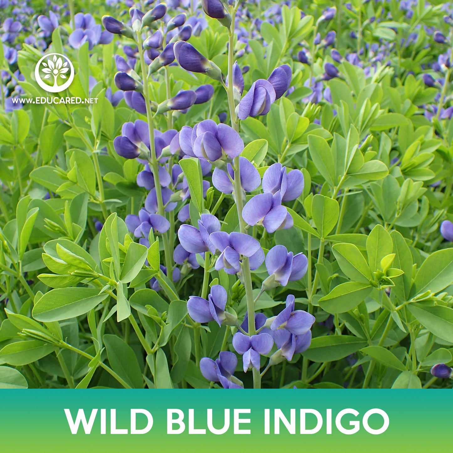 Wild Blue Indigo Flower Seeds, Blue False Indigo, Baptisia australis
