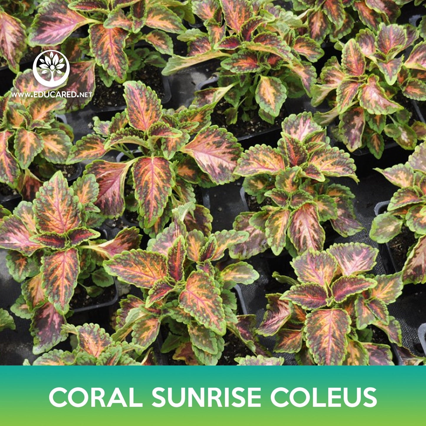 Coral Sunrise Coleus Seeds