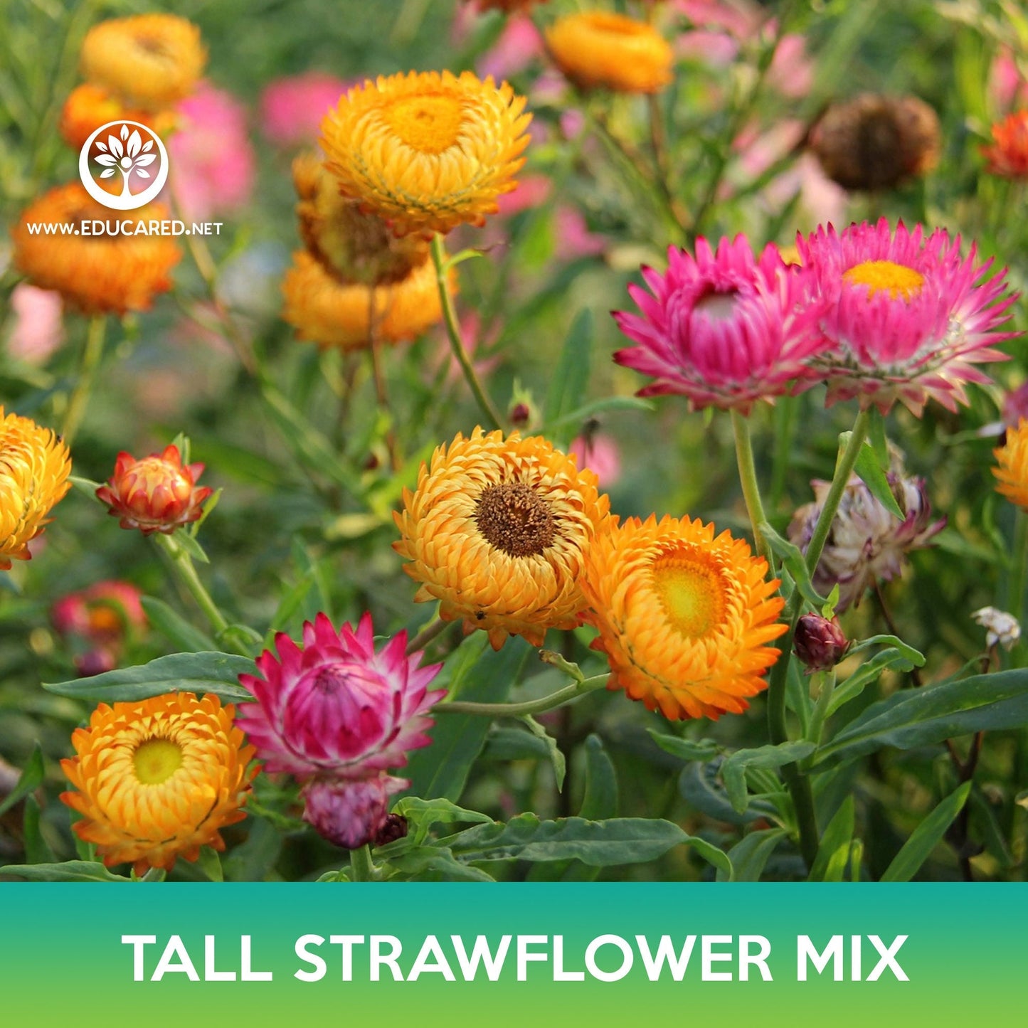 Strawflower Tall Mix Seeds, Helichrysum bracteatum