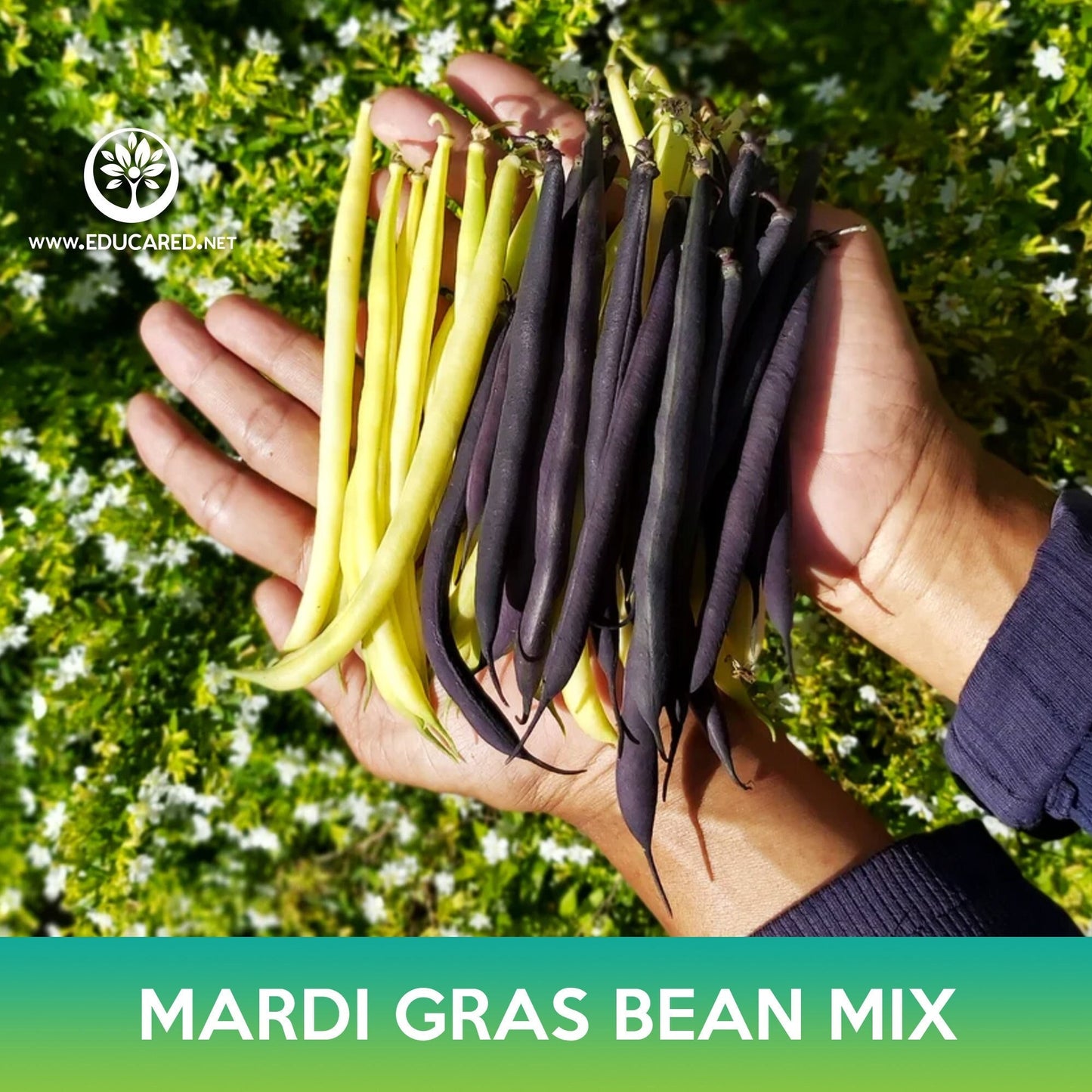 Mardi Gras Bean Mix Seeds