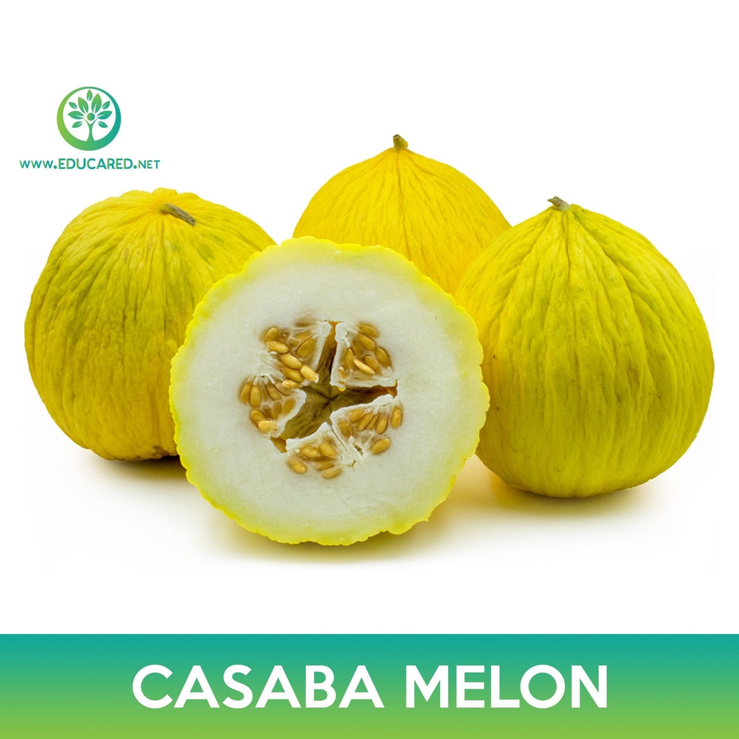 Casaba Melon Seeds